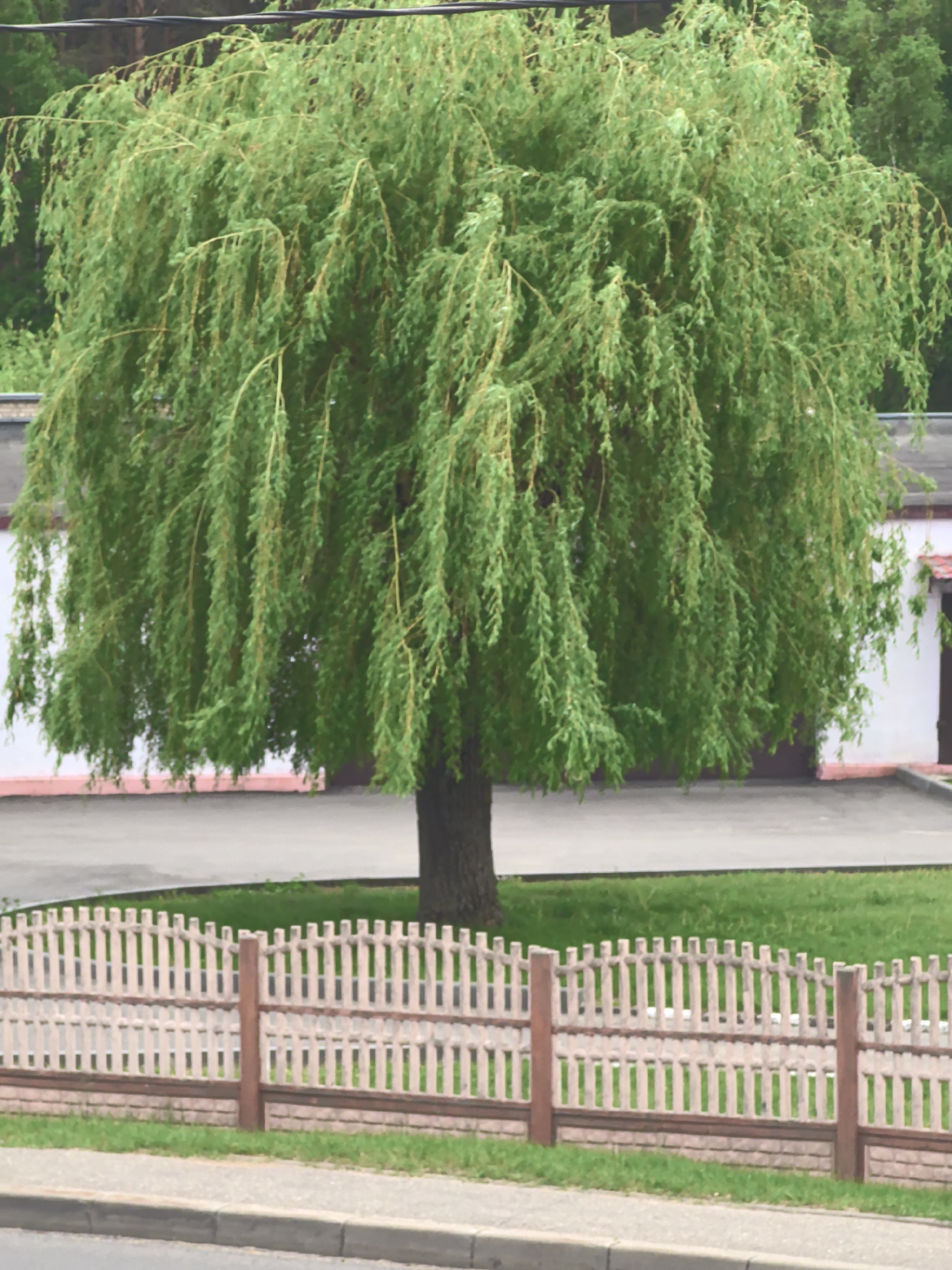 A full weeping willow tree, with its characteristic cascading branches, stands centrally in the frame. The tree is situated on a grassy patch enclosed by a light-colored picket fence with dark brown posts and a brick base. Behind the tree is a gray paved area, likely a driveway or parking lot. In the background, a low, white building with a flat roof can be seen. The scene appears to be in Парэчча, Belarus. A gray street curb is visible in the foreground, suggesting an urban or suburban setting.