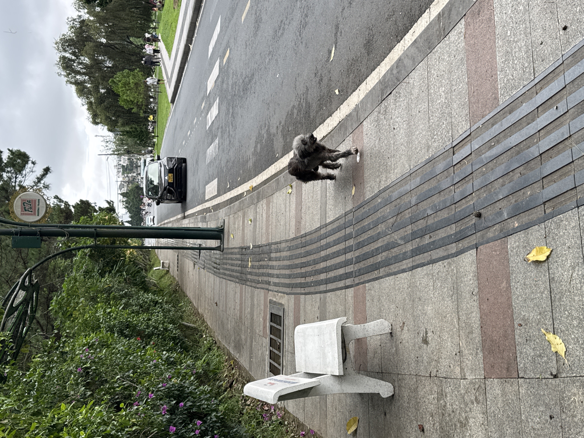 The image displays an outdoor street scene on an overcast day, likely after or during light rain, as the asphalt road and sidewalk appear wet. A shaggy, dark-furred dog, possibly a Poodle or similar breed, walks on the concrete sidewalk in the mid-ground, heading away from the camera. Its fur appears somewhat damp.
On the wet road to the left, a black car, possibly an SUV or sedan, drives in the same direction as the dog. In the distant background, several indistinct figures of people can be seen walking on a path bordering a grassy area and trees.
The sidewalk features a distinct pattern of light gray rectangular tiles, some interspersed with a reddish hue. A prominent curved section of the sidewalk is embedded with parallel dark gray strips, possibly serving as tactile paving or a decorative element. A uniquely designed concrete bench, light gray in color and abstract in form, is positioned on the sidewalk further along. Scattered yellow fallen leaves are visible on the sidewalk surface.
Lush green bushes and trees line the left side of the scene, bordering the road. A round, ornate street sign on a pole is partially obscured by this foliage, displaying the text "PHƯƠNG TRANG" in Vietnamese. The scene is set in Phường Xuân Hương, Đà Lạt, Vietnam.