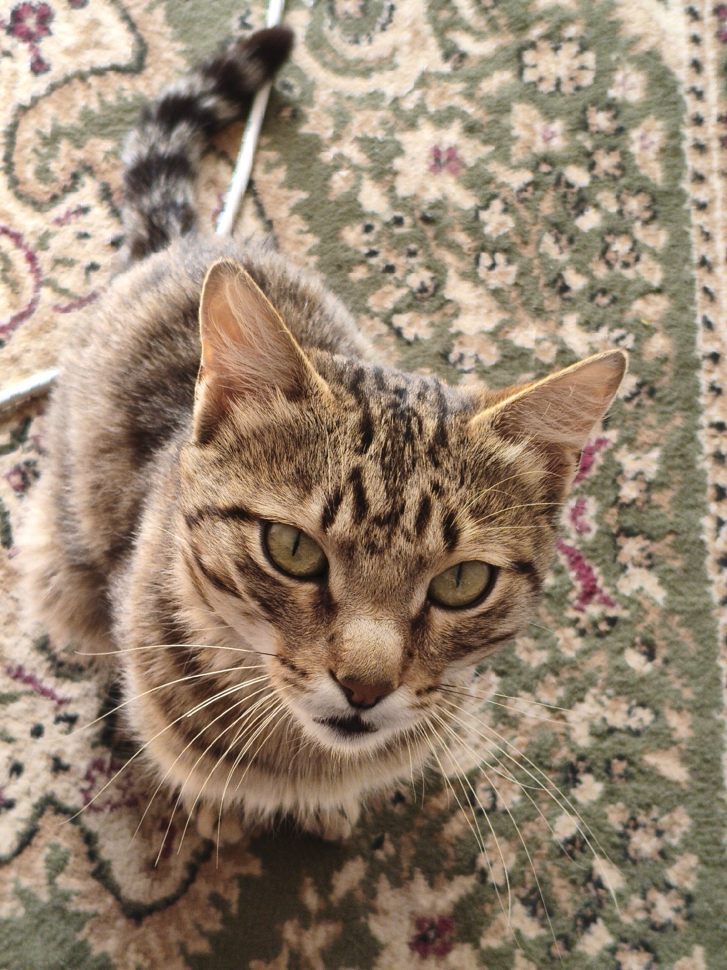 An overhead, medium shot captures a tabby cat with green eyes sitting on a patterned carpet. The cat is facing the camera, its fur a mix of brown and black stripes. Its tail, also striped, curves upwards behind it. A thin, white object, possibly a cord, runs along the top of the frame, behind the cat's tail. The carpet has a floral pattern in shades of green, beige, and maroon. The scene is indoors, with no indication of a city or specific location.