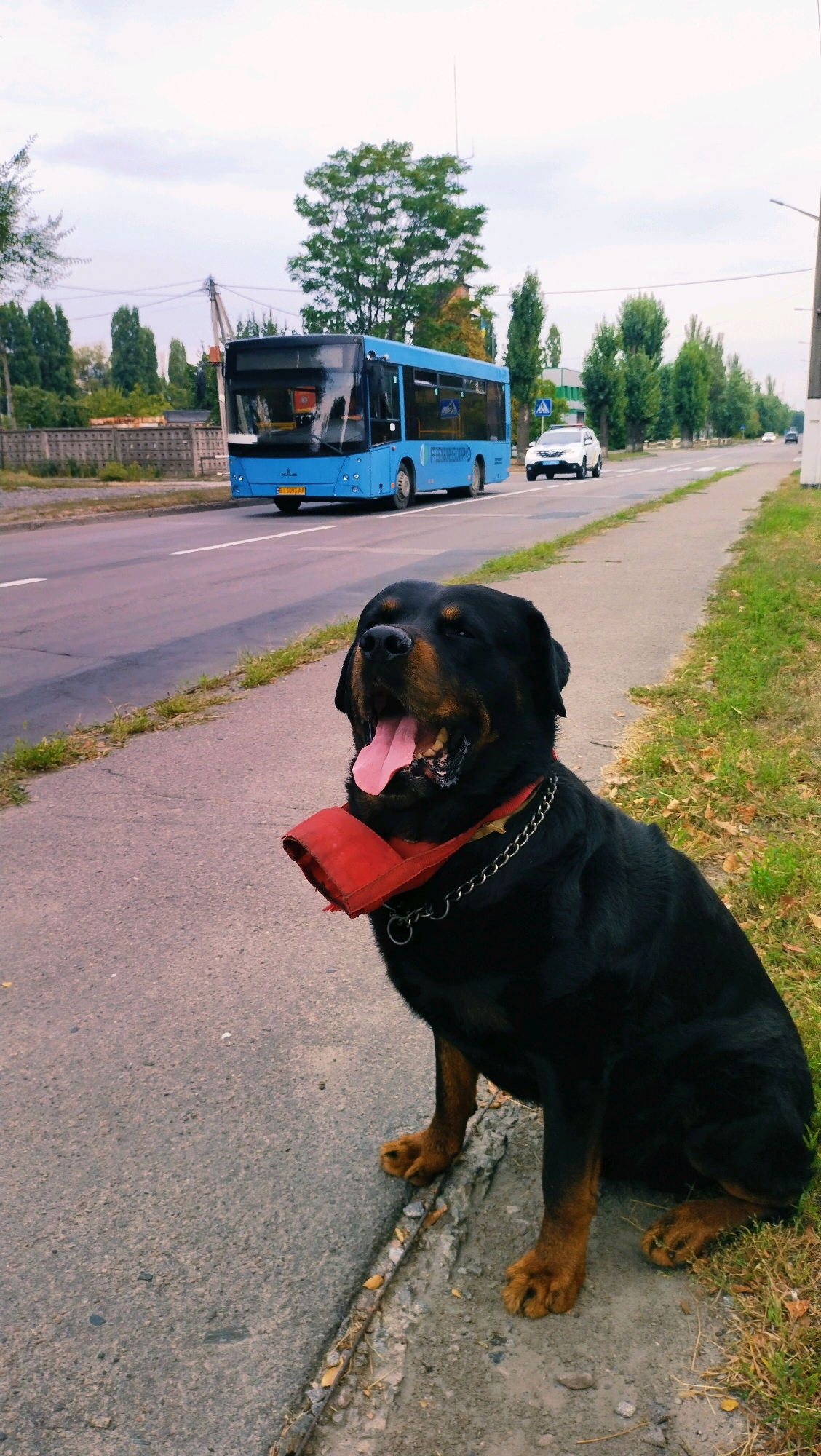 A Rottweiler dog is sitting on a sidewalk next to a street. The dog is black with brown markings and is wearing a red muzzle and a silver chain collar. Its mouth is open and its tongue is sticking out. In the background, a blue bus is driving on the street. There are trees and buildings on the side of the road. The scene appears to be in the city of Horishni Plavni, Ukraine.