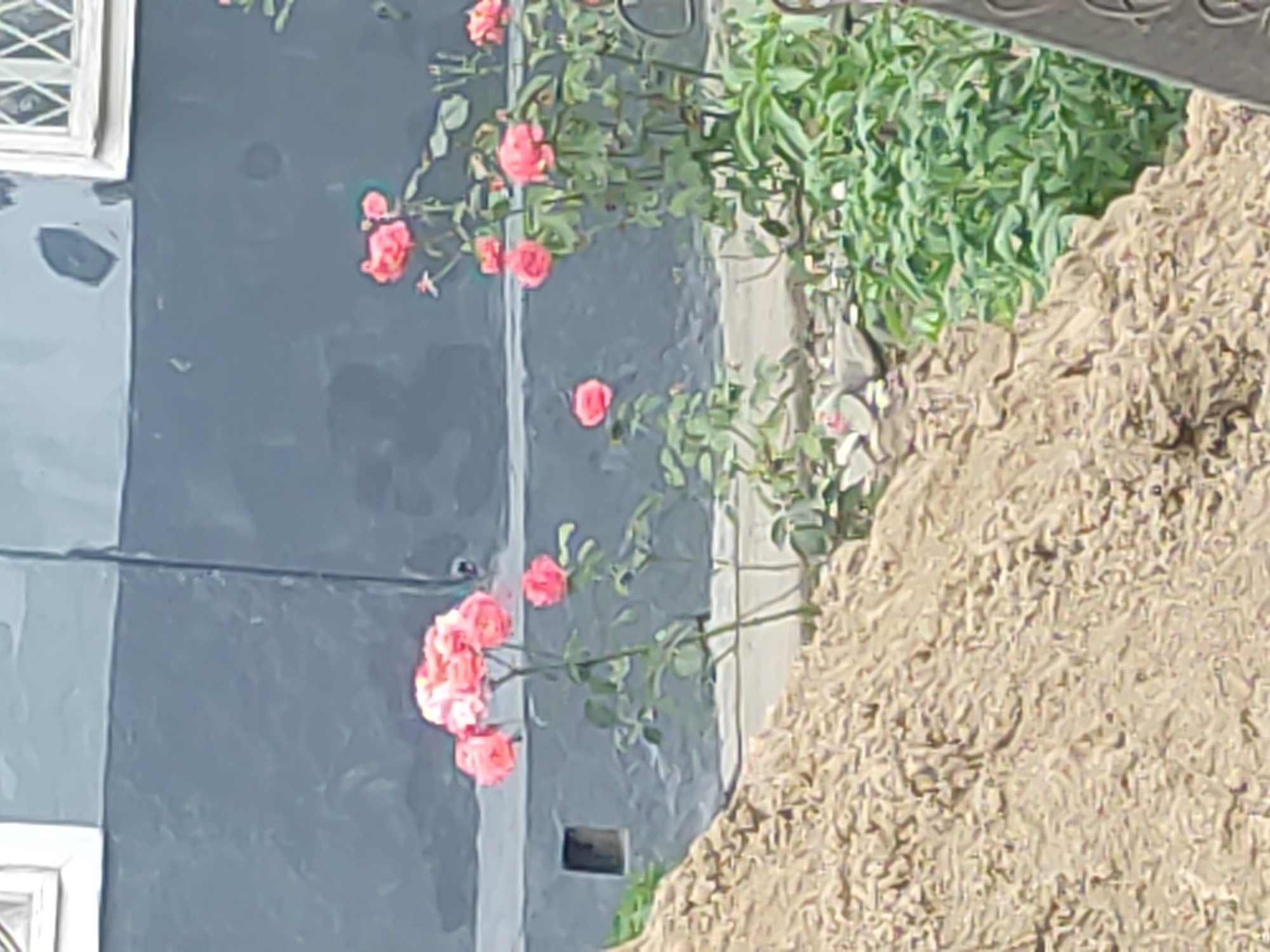 The image displays a close-up view of a cluster of pink roses blooming against a dark, textured wall, likely part of a building. To the left, a large pile of light-brown material, possibly sand or soil, dominates the foreground. Green foliage is visible in the lower right portion of the frame, interspersed with small stones. A small, dark, rectangular opening, possibly a vent or window, is set into the wall behind the roses. A portion of a window with a decorative pattern is visible in the upper right corner. The overall scene suggests an outdoor setting, possibly a garden or courtyard in the city of Kurchaloy, Russia, given the context provided. No people are present in the image.