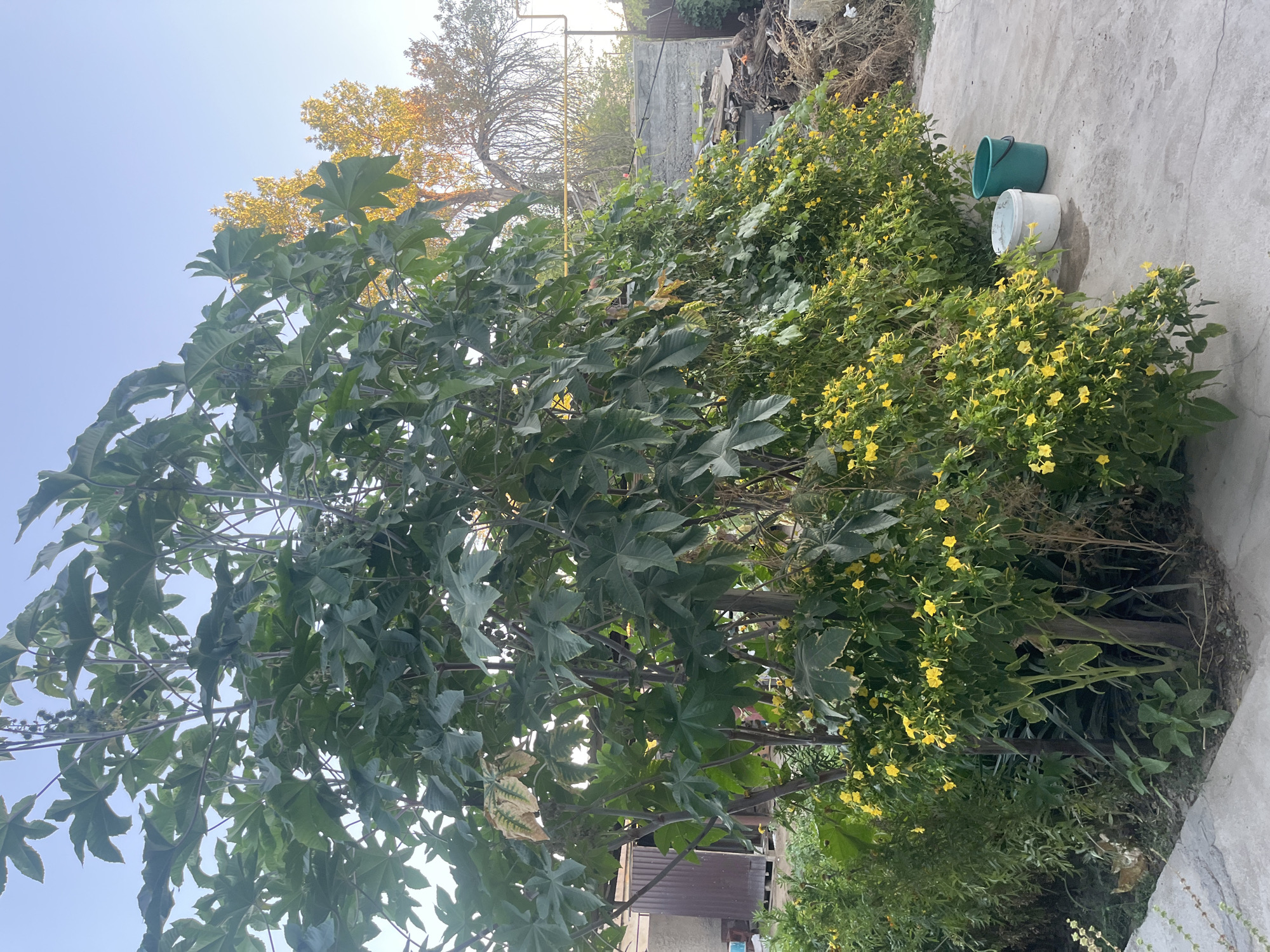In a city backyard in Şïeli, Kazakhstan, a large castor bean plant with broad, star-shaped leaves dominates the foreground, its thick stalks reaching upwards. Beneath it, a dense cluster of flowering bushes covered in small, yellow flowers creates a vibrant contrast. To the right of the flowering bushes, two buckets, one white and one green, sit on a concrete patio. In the background, a light brown metal shed stands to the left, and a grey concrete wall with various debris piled against it is visible to the right. The sky above is clear and blue, with the warm glow of the setting sun illuminating some of the trees in the distance. The scene suggests a typical residential outdoor space, perhaps a garden or yard.