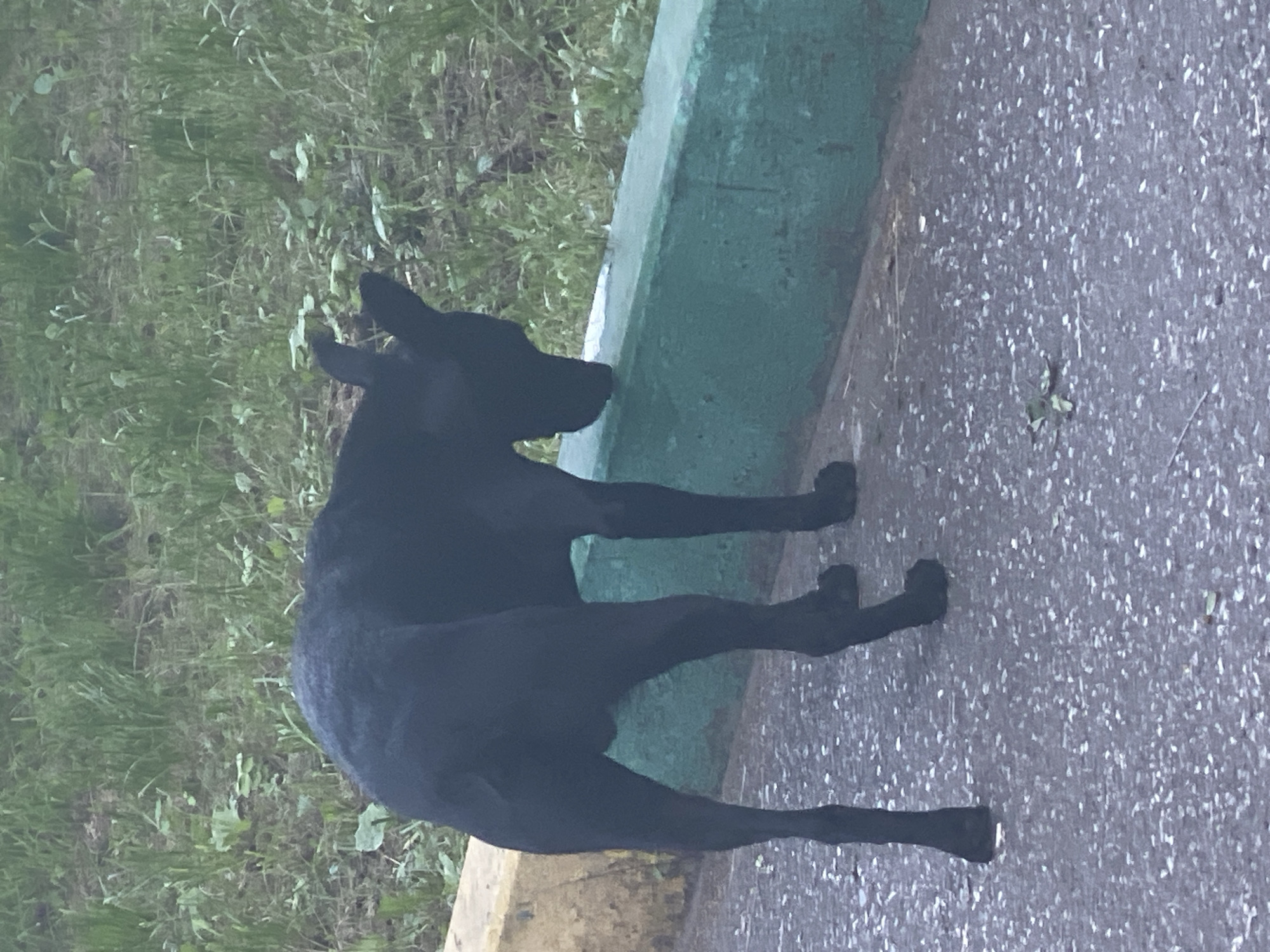 A thin, black dog with pointed ears is standing on an asphalt surface next to a low, green, concrete barrier that has a yellow band along its top edge. The dog is facing away from the viewer, with its head lowered towards the barrier, appearing to sniff or drink from it. Behind the barrier, there is a patch of green grass and foliage. The scene is outdoors, likely in a park or urban area. There are no people visible. The image is taken from a slightly elevated angle.
