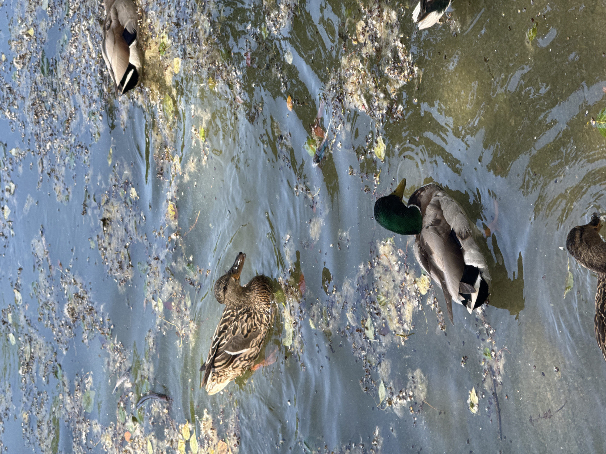 A group of ducks are swimming in a murky body of water. The water is filled with debris, including leaves and what appears to be duck feathers or other organic matter. One duck in the foreground has a green head and is looking to the left. Another duck, likely a female, is in the middle ground, facing the viewer. A third duck is partially visible in the upper right corner, and a fourth duck is in the bottom foreground. The water is reflecting the sky and sunlight, creating ripples and patches of light. The scene is likely a pond or lake within a park. This image is not from Yekaterinburg, Russia, as there are no identifying features to suggest this location.