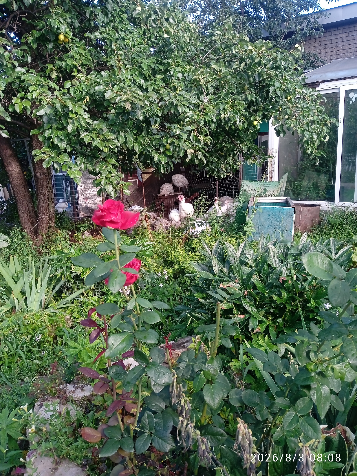 A close-up shot of a red rose in a garden shows dew drops on its petals. In the background, several white turkeys are visible near a building with a window. A tree with green leaves and some fruit is also in the shot. The date stamp "2026/8/3 08:08" is visible in the lower right corner of the image.