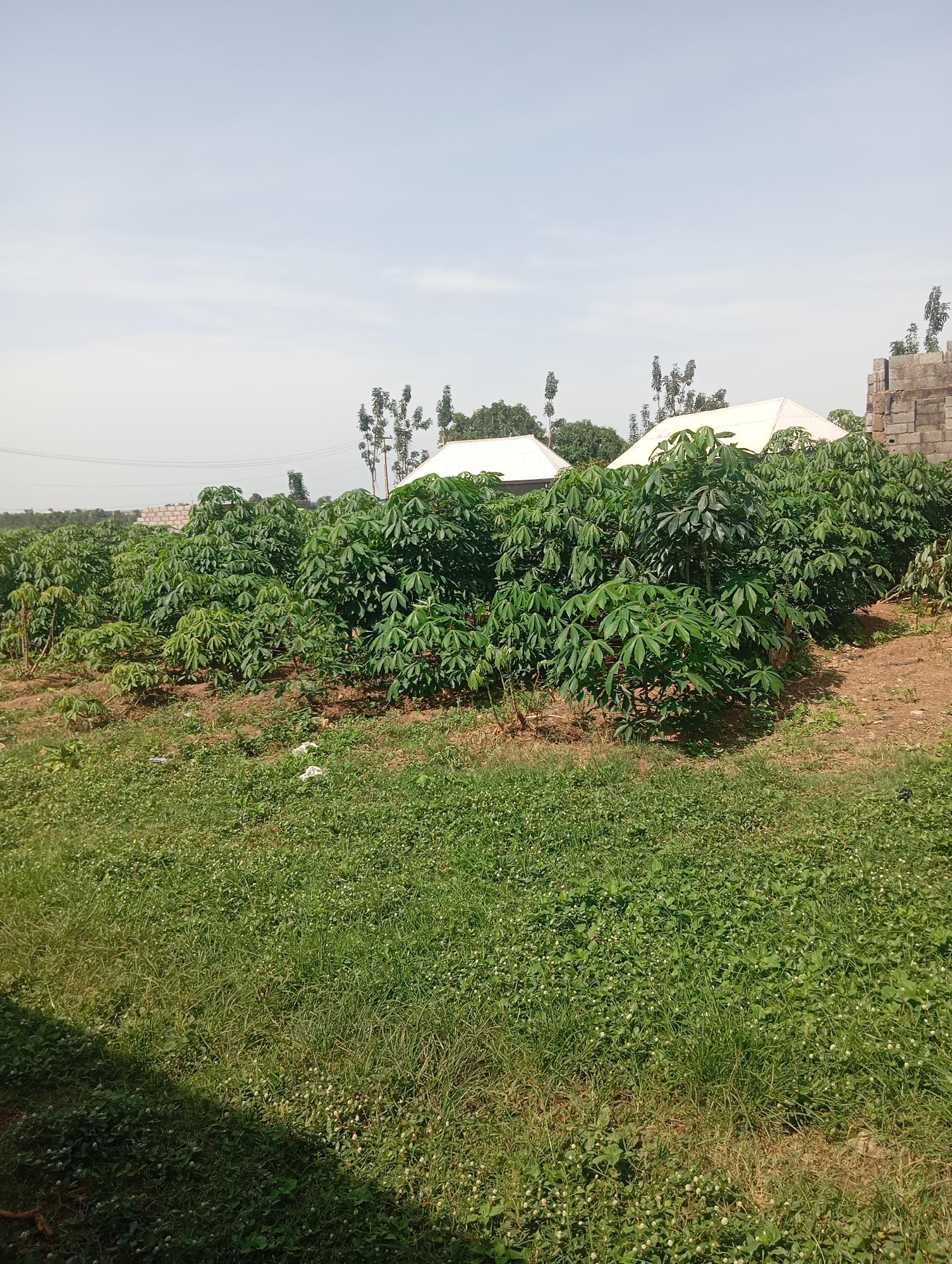 In Karsana 2, Nigeria, a field of lush green cassava plants is seen under a clear sky. Two white-tented structures are visible in the background, suggesting agricultural or market activities. Adjacent to the field is a partially constructed brick building, possibly indicating ongoing development in the area. The ground is covered in a mix of short green grass and dry earth.