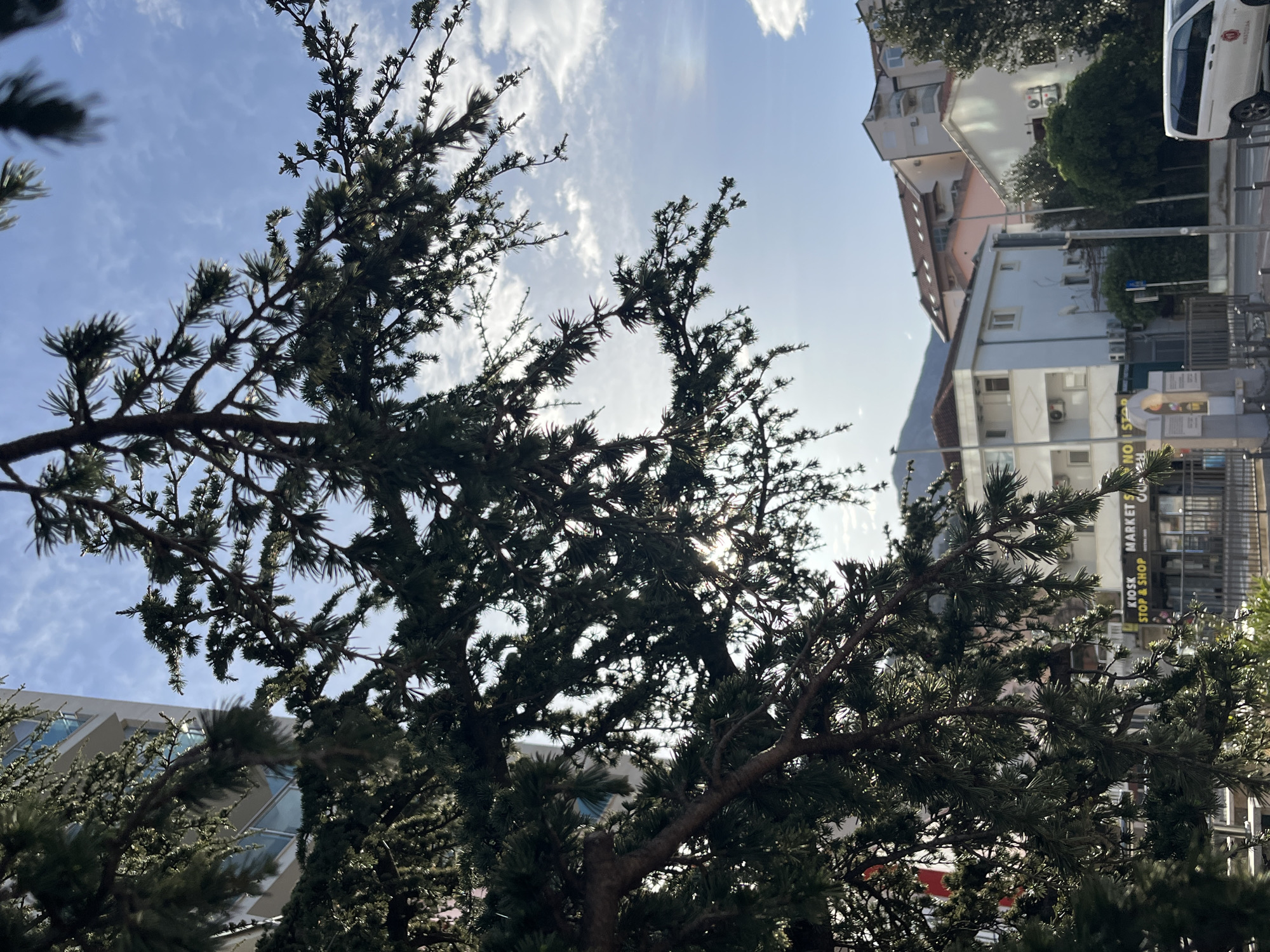 A street-level shot looks upwards through the branches of a coniferous tree towards a bright sky with wispy clouds. The tree occupies most of the foreground, obscuring part of the cityscape in the background. The buildings are light-colored, and there are signs visible suggesting a commercial area. A car is parked on the street. The location appears to be Rafailovići, Montenegro, based on the architectural style and signage. The buildings and the car are sideways as the image appears to be rotated.