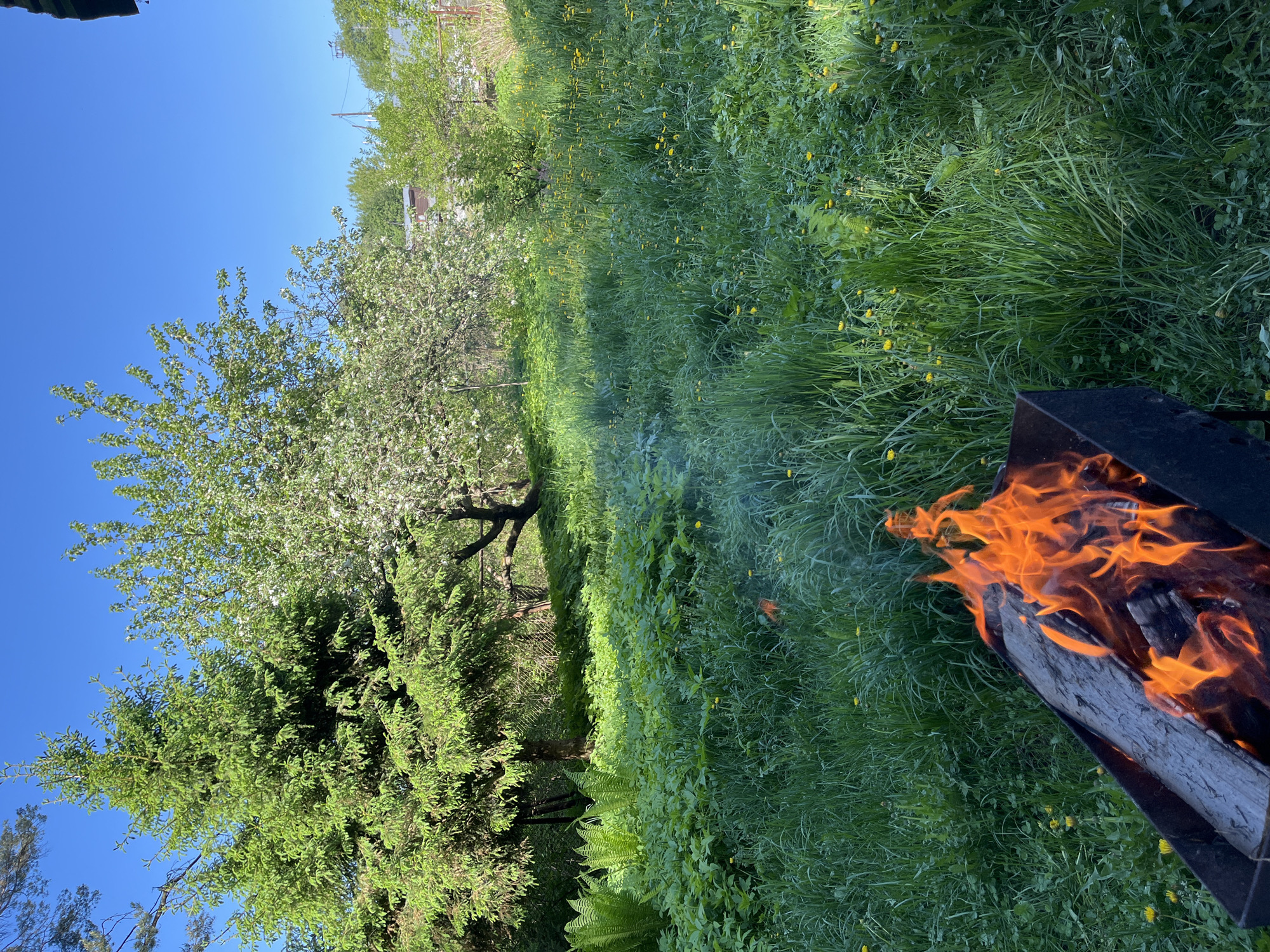 A ground-level, outdoor photograph, taken on a sunny day, depicts a section of land near Chaikovsky, Russia. A fire burns in a dark, metallic container in the foreground, with flames rising upward. Smoke emanates from the fire and rises into the green grass, which is interspersed with yellow wildflowers. Further in the background, a line of trees separates the foreground from a brighter, sky-filled distance. A tall evergreen tree occupies the lower-left corner of the image, and a flowering tree stands nearby. The sky is a clear blue.