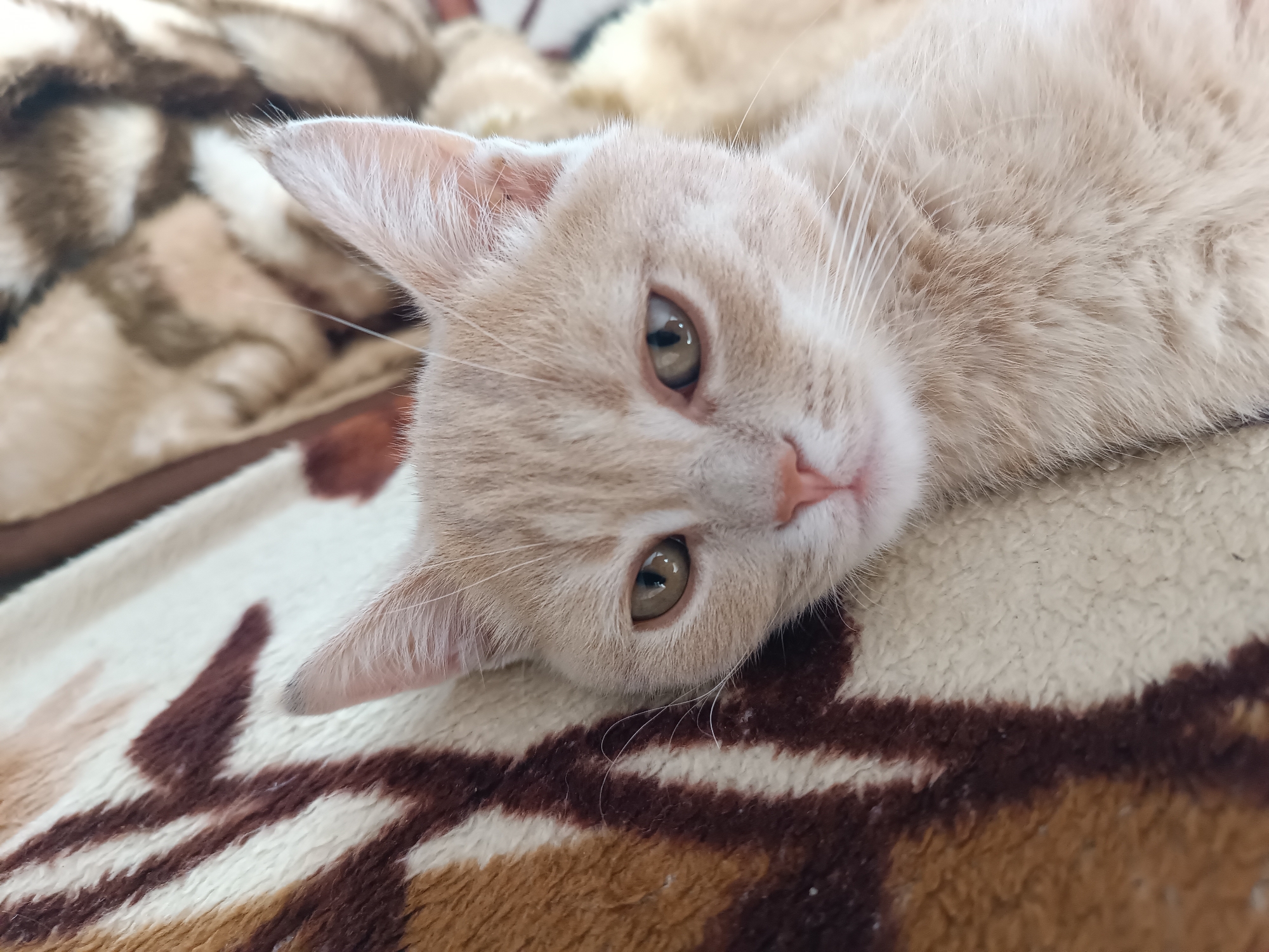 A light-colored cat with green eyes lies on its side on a patterned blanket. The cat's head is tilted upwards and to the right, with its ears perked. The blanket has a pattern of brown and cream stripes. The image appears to be taken indoors. No specific location within Coșnița, Moldova, can be determined from the image.