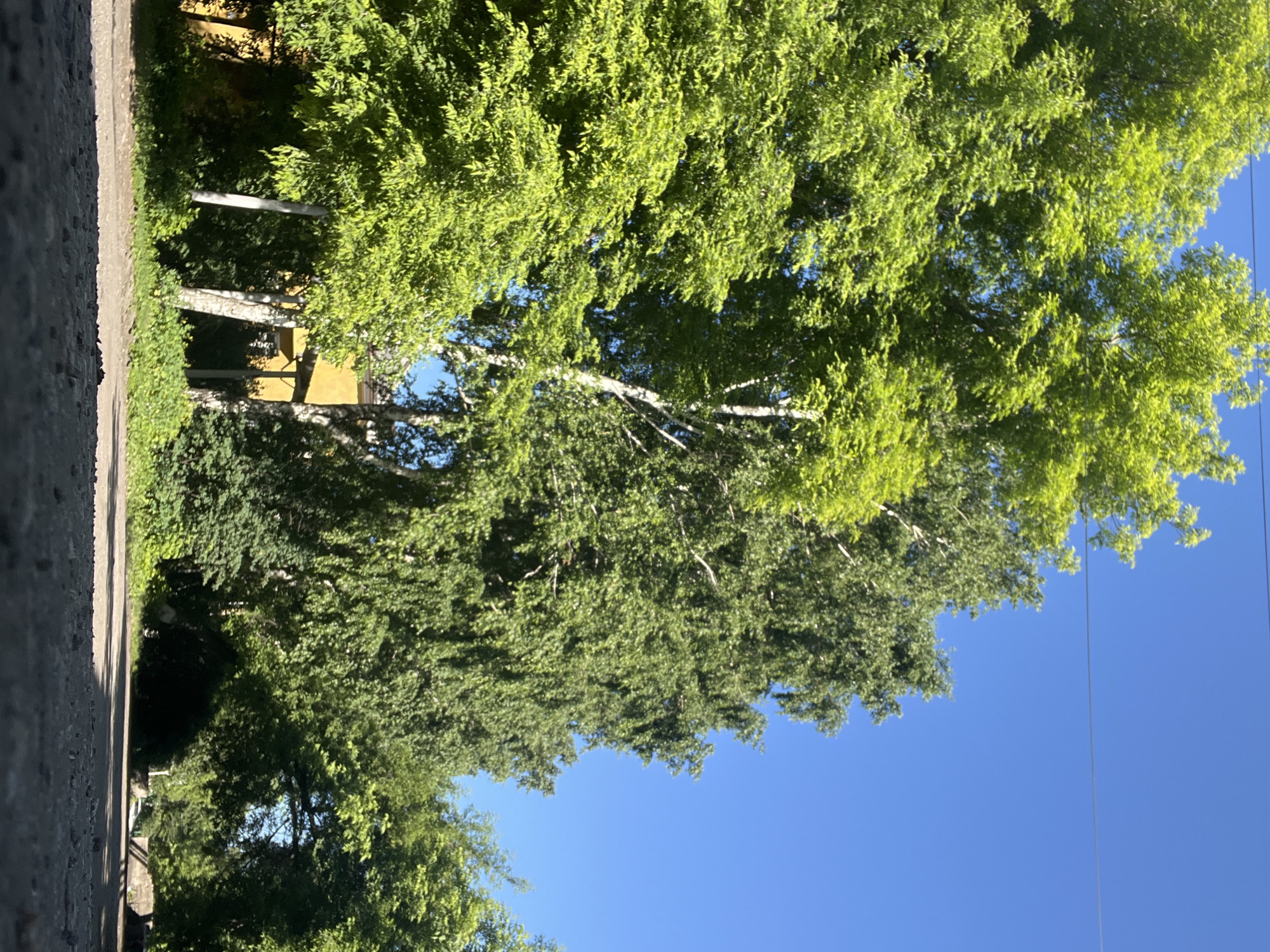 The image depicts a low-angle view of a paved road leading towards a dense line of lush green trees under a clear blue sky. The trees, some with white bark, are a mix of deciduous types, with their leaves fully formed, indicating a summer season. Sunlight filters through the canopy, creating patches of shadow and bright highlights on the foliage. In the background, a building with a yellow facade is partially visible behind the trees. Power lines are strung across the upper portion of the frame. The foreground consists of the textured surface of the road, with small pebbles and asphalt visible. The overall scene suggests a tranquil, natural setting within an urban or suburban environment, potentially on the outskirts of Kiselyovsk, Russia, given the description of the location. There are no people or animals visible in the image.