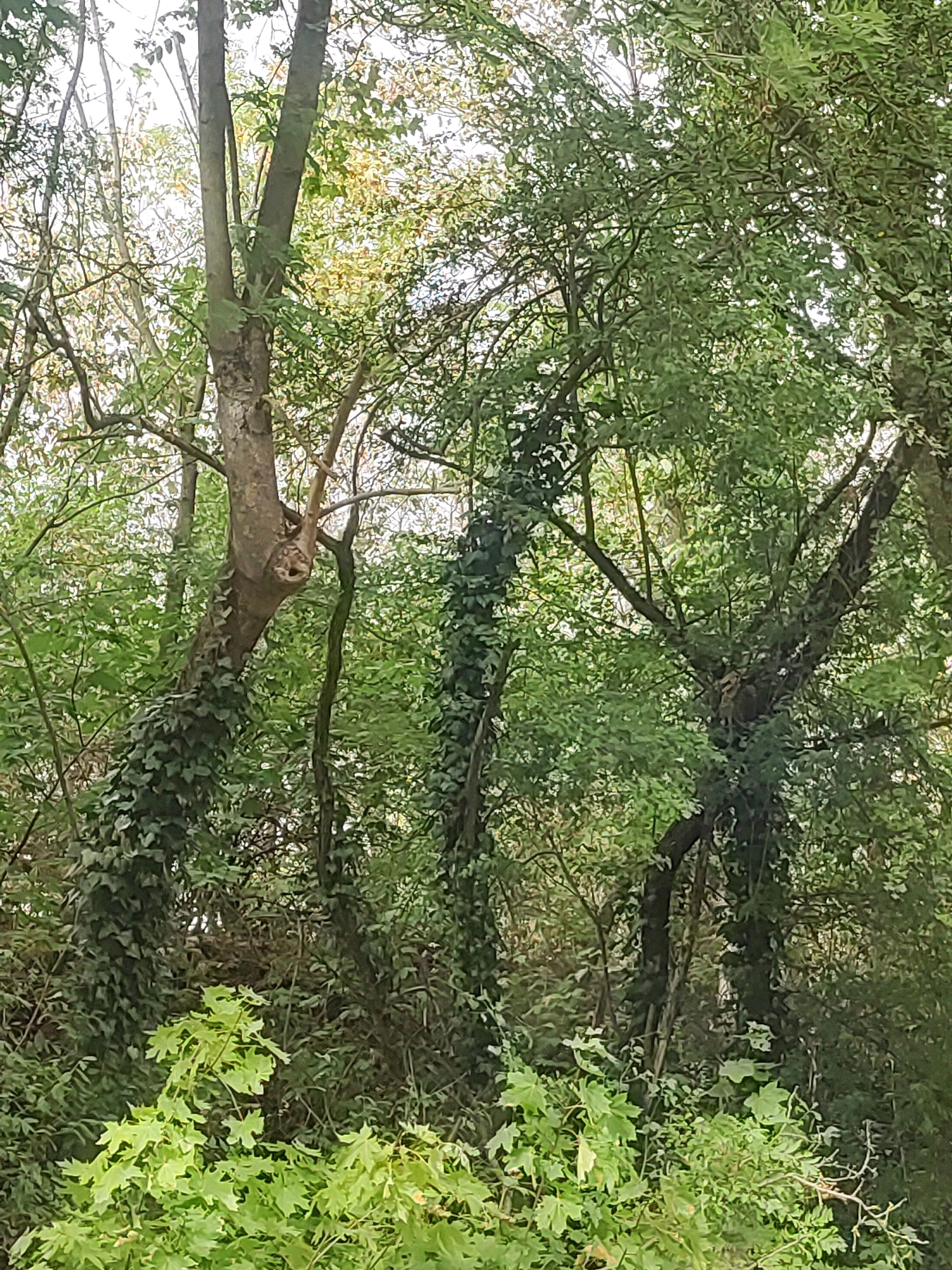 The image depicts a dense, green forest scene with the sunlight filtering through the canopy, creating dappled lighting. Several trees are visible, some with ivy climbing their trunks. The foreground is filled with lush green foliage, appearing to be undergrowth or young plants. The overall impression is one of natural growth and abundance. The image was taken in Oberasbach, Germany.