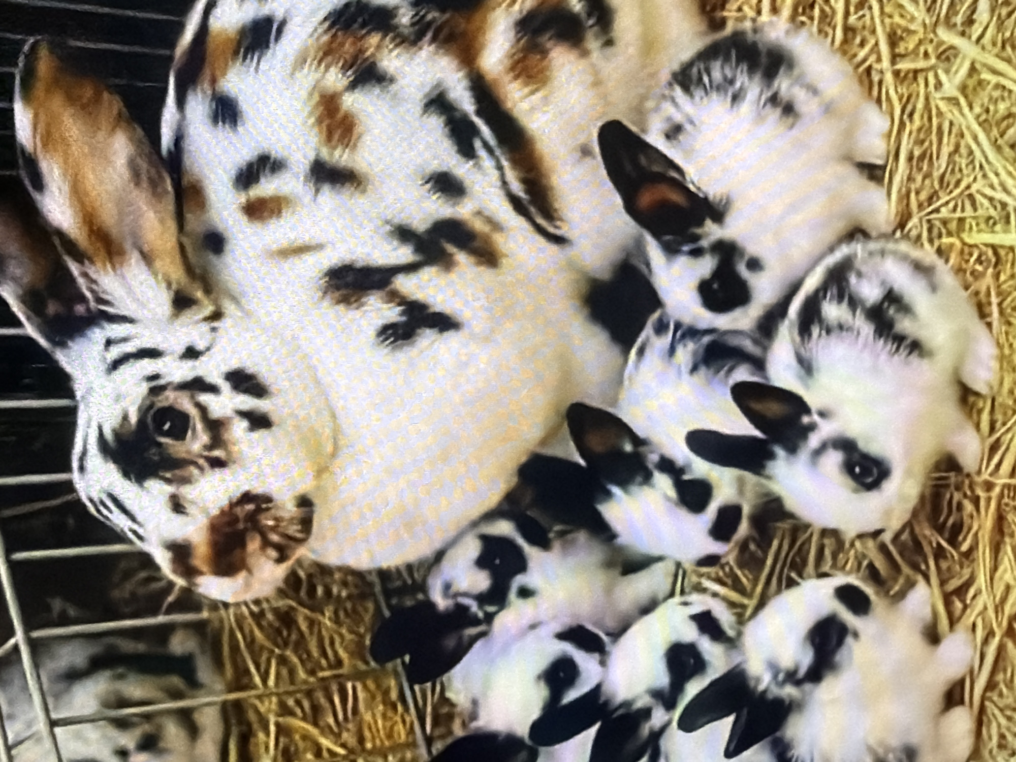 The image shows a group of rabbits in a cage filled with straw. There is a large spotted rabbit in the center, possibly a mother, and several smaller spotted rabbits surrounding her. The rabbits have black and brown markings on their white fur. The cage appears to be made of metal bars. The background is dark and out of focus. There is no discernible indication of the location being Bukuru, Nigeria.