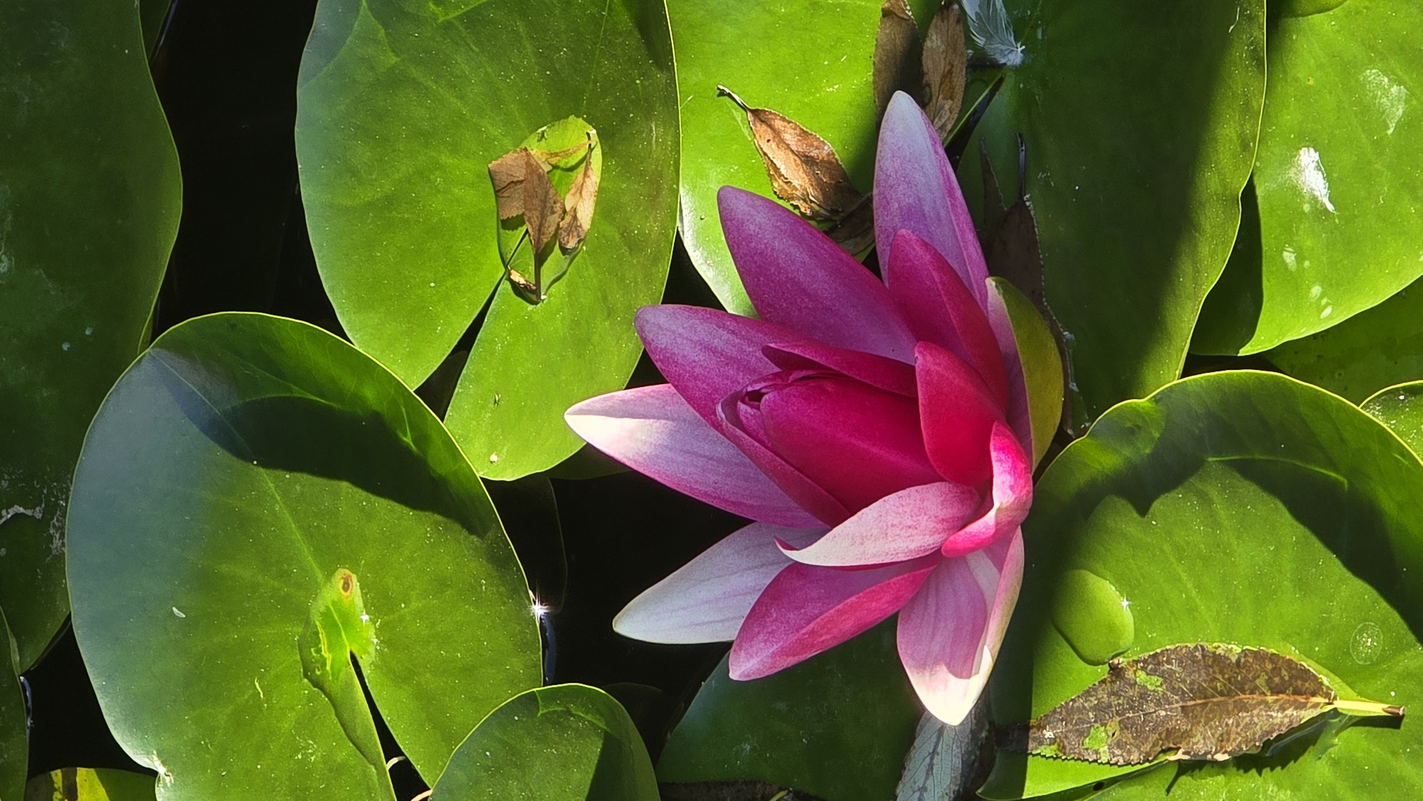 A close-up, vertical shot shows a vibrant pink water lily in full bloom, surrounded by its large, flat green lily pads. Sunlight illuminates the flower and pads, casting soft shadows on the dark water. Several lily pads show signs of age, with some bearing dry, fallen leaves and others reflecting the light and surrounding foliage. One lily pad near the top right of the frame holds a small puddle of water that reflects a brown, desiccated leaf. The overall scene is one of natural beauty and tranquility, suggesting a pond or calm body of water. This scene could be located in a park within the city of Khimki, Russia, such as those found along the banks of the Moscow Canal.