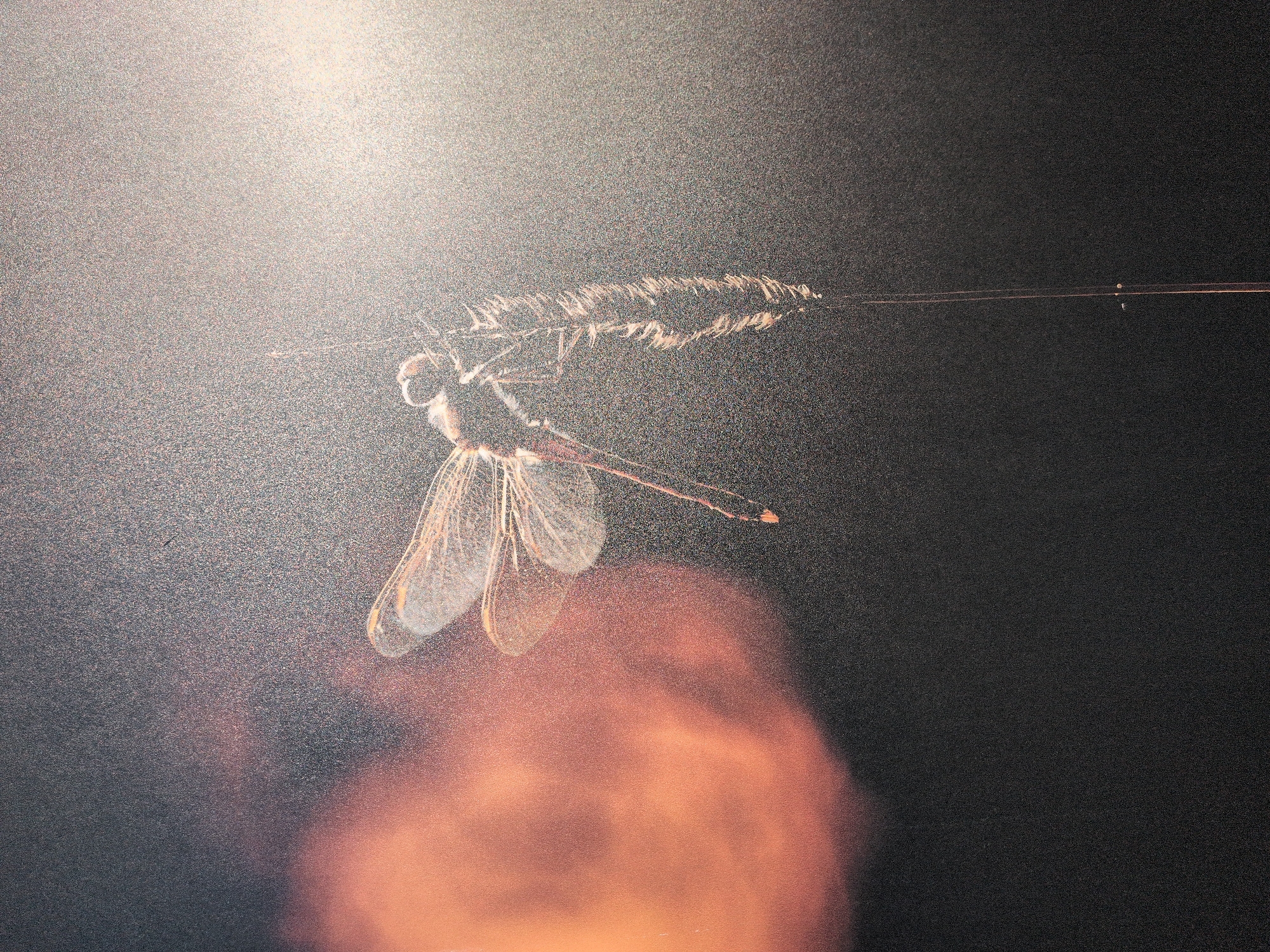 The image displays a solitary dragonfly perched vertically on a slender, feathery plant stem against a dark, indistinct background. The dragonfly is positioned in the upper-middle right quadrant, with its translucent wings widely spread and silhouetted. The insect's body and the intricate venation of its wings are illuminated by a strong backlight. The plant stem, exhibiting a textured, possibly seed-head-like structure in its upper portion, extends downward towards the bottom edge of the frame.
Distinct lighting conditions dominate the scene: a warm, diffuse orange-red glow emanates from the upper-left, and an intense, bright white-yellow light source is visible on the upper-right, backlighting the dragonfly and the stem. The rest of the background remains dark, suggesting either night conditions or deep shadow. The overall image exhibits a noticeable grainy texture, characteristic of high ISO photography or a photograph of a textured print. There are no discernible human figures, manufactured objects, or specific geographical markers that would indicate a location within the city of Sochi, Russia, or any other specific urban or natural environment. The scene focuses solely on the natural subjects and ambient light.