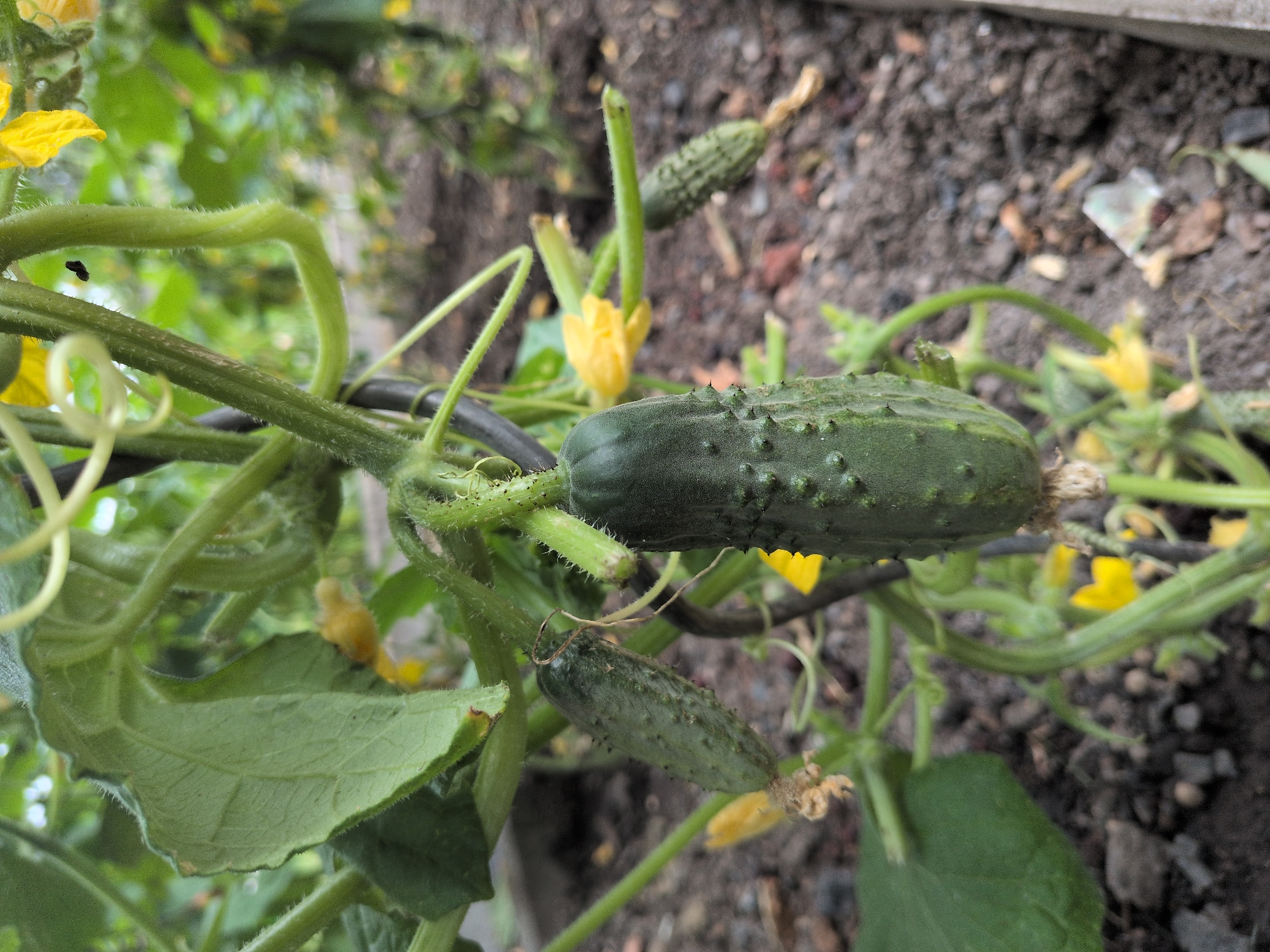 A close-up, eye-level shot showcases a cucumber plant in the city of Rastenberg, Germany. The focus is on a ripening cucumber with a textured green skin and visible bumps. It hangs from a vine, surrounded by lush green leaves, tendrils, and delicate yellow flowers. The background is softly blurred, revealing more of the plant and the dark soil below, suggesting a garden setting. The lighting is natural and diffused, highlighting the fresh, organic subject.