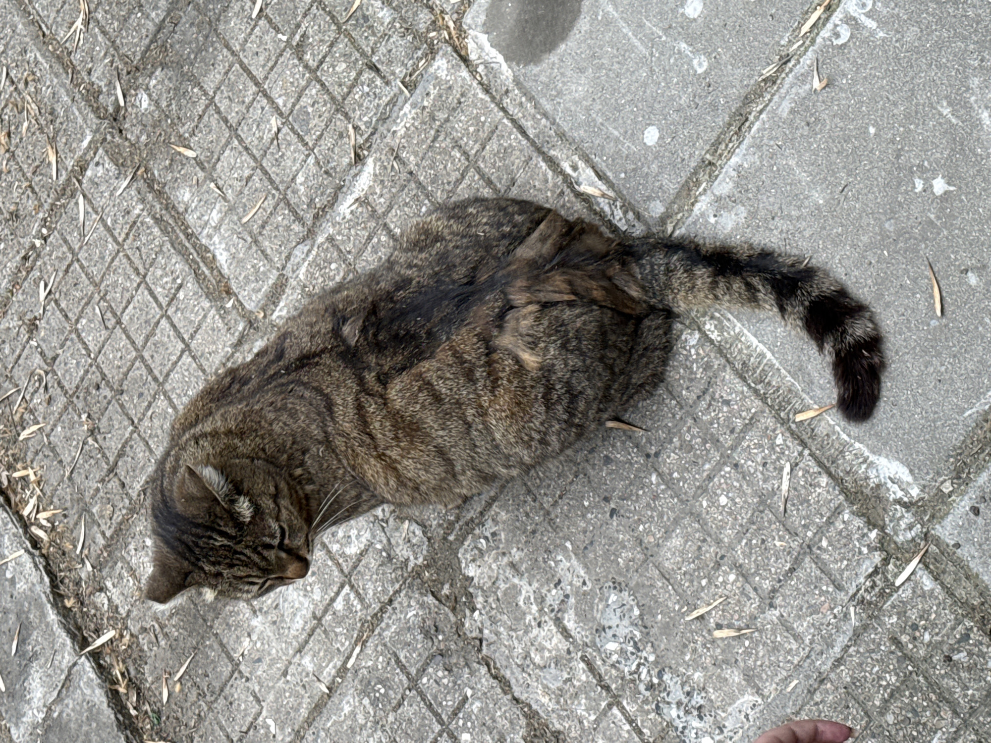 A tabby cat lies curled on a concrete surface composed of patterned square slabs, scattered with small, dry leaf fragments. The cat has a striped pattern and its head is facing towards the lower left corner. The tail is curled up to the right. The location is Plovdiv, Bulgaria, but the specific area within the city cannot be determined from the image. A small area of human finger is visible in the lower right corner.