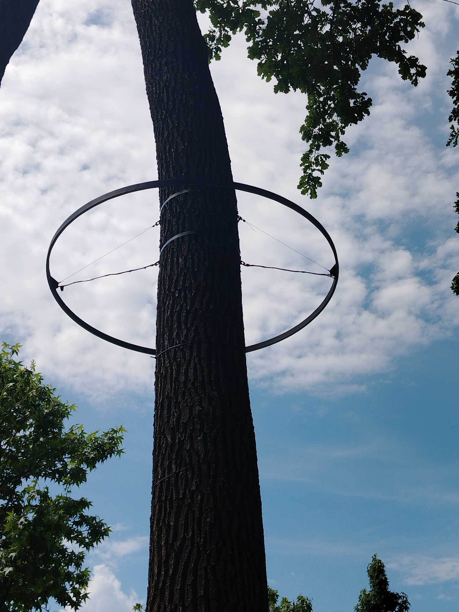 The image shows a close-up, low-angle view of a thick, dark tree trunk in the foreground, against a bright blue sky with scattered white clouds. A large, dark metal ring encircles the tree trunk, attached by cables. Green foliage from other trees is visible on the left and top right edges of the frame. The tree appears to be outdoors in a natural or park setting. This scene is not in Krasnodar, Russia.