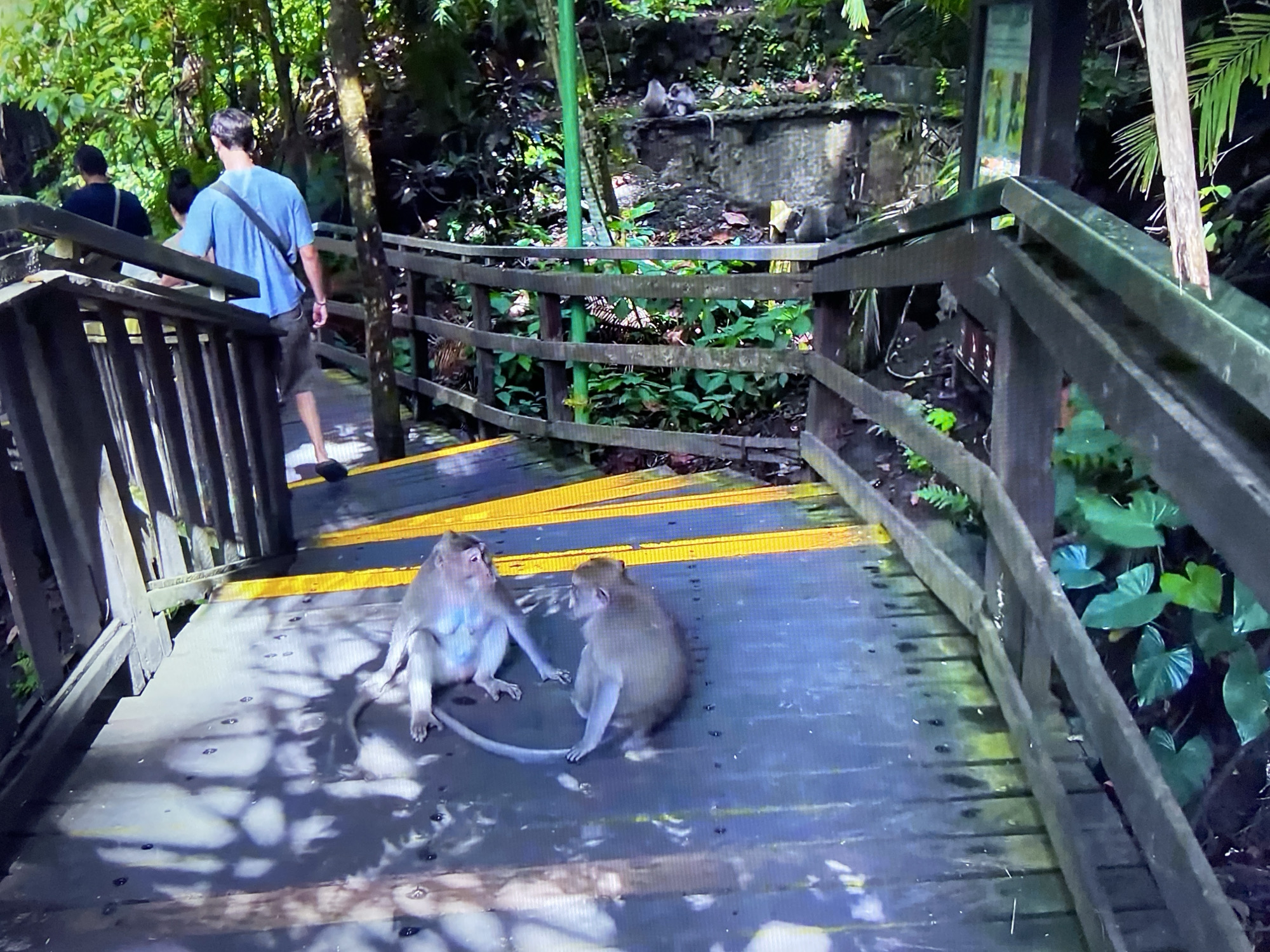 The image shows a wooden boardwalk in a lush, green environment, possibly a park or natural area. Two monkeys are sitting on the boardwalk, facing each other, while a man in a blue shirt and shorts walks away from them. Another person is seen in the background, further up the boardwalk. The boardwalk has wooden railings and yellow strips. The lighting is dappled, with shadows cast by the surrounding trees. Vegetation includes a variety of green plants and trees. There are some monkeys on the fence above the boardwalk.