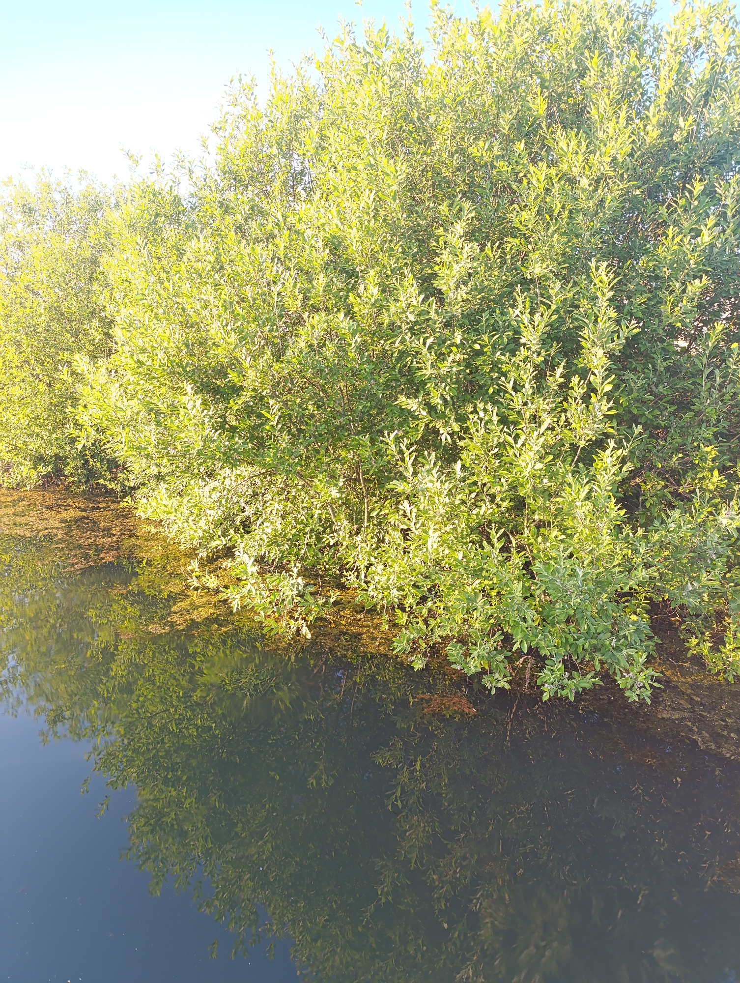The image captures a static outdoor scene featuring a body of water bordered by dense green foliage, under a clear, light blue sky in the city of Unknown, Unknown. The upper left quadrant shows a portion of the bright, clear sky. The upper and middle sections of the image are dominated by a continuous line of vibrant green, broad-leafed vegetation, likely trees or bushes, heavily illuminated by sunlight from an unseen source, creating strong highlights on the leaves. This vegetation extends downwards to meet the water's edge. The lower half of the image consists of a calm, dark body of water, which provides a clear reflection of the green foliage and the blue sky. Along the immediate edge where the vegetation meets the water, particularly visible on the right side and extending into the water, there is a distinct accumulation of brownish-green aquatic plant matter or organic debris. No individuals, animals, or man-made objects are discernible within the frame.