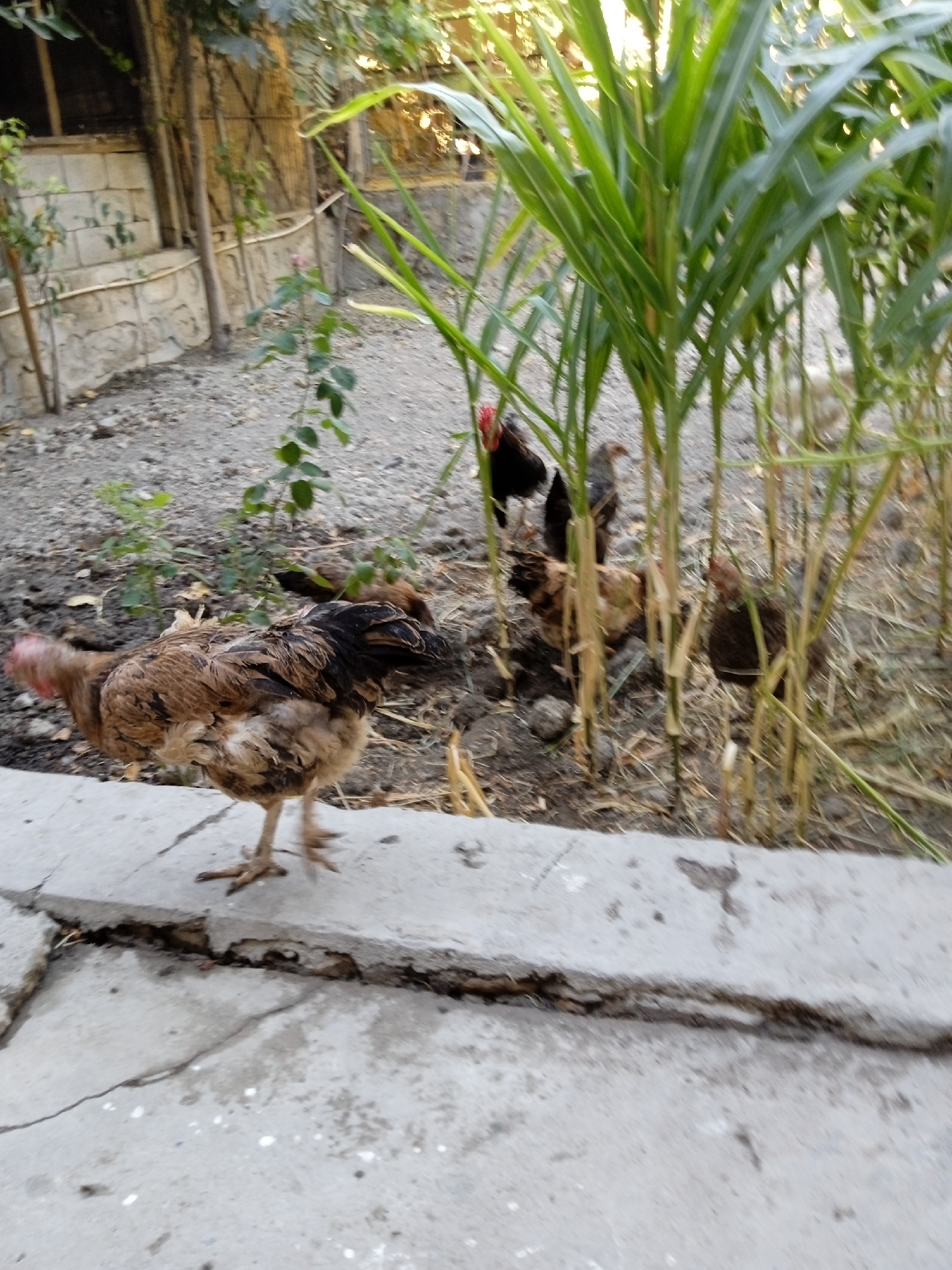 The image depicts a yard with several chickens visible. One chicken, predominantly brown with black and white accents, is walking on a concrete ledge in the foreground. Its head is turned to the left, and its red wattle is noticeable. In the background, other chickens are partially obscured by tall green stalks, likely corn. The ground is covered with gravel and dry vegetation. A stone wall is visible behind the chickens, and some trees and foliage are present in the upper portion of the image. The overall scene suggests an outdoor, rural or semi-rural environment.
