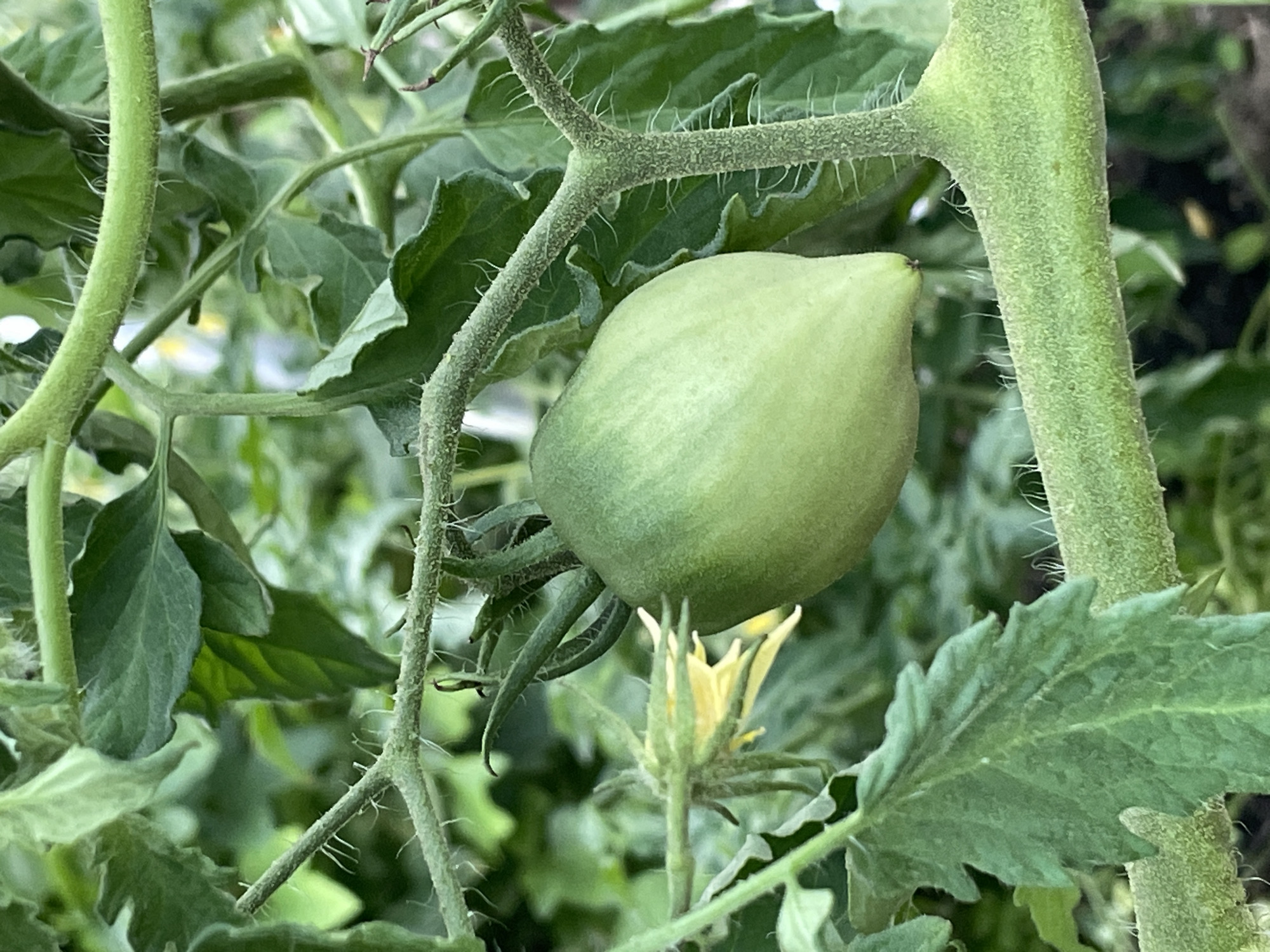 The image displays a close-up, eye-level view of a green, unripe tomato growing on a plant. The tomato is oval-shaped and hangs from a thick, fuzzy green stem. Behind the tomato, other green leaves and stems of the tomato plant are visible, along with a small, yellow tomato flower. The background is softly blurred, suggesting a shallow depth of field and focus on the foreground subject. The lighting appears to be natural, indicating it was taken outdoors during the daytime. The overall scene evokes a sense of natural growth and the early stages of fruit development in a garden or agricultural setting, likely in Маминское, Russia. There is no visible text in the image.