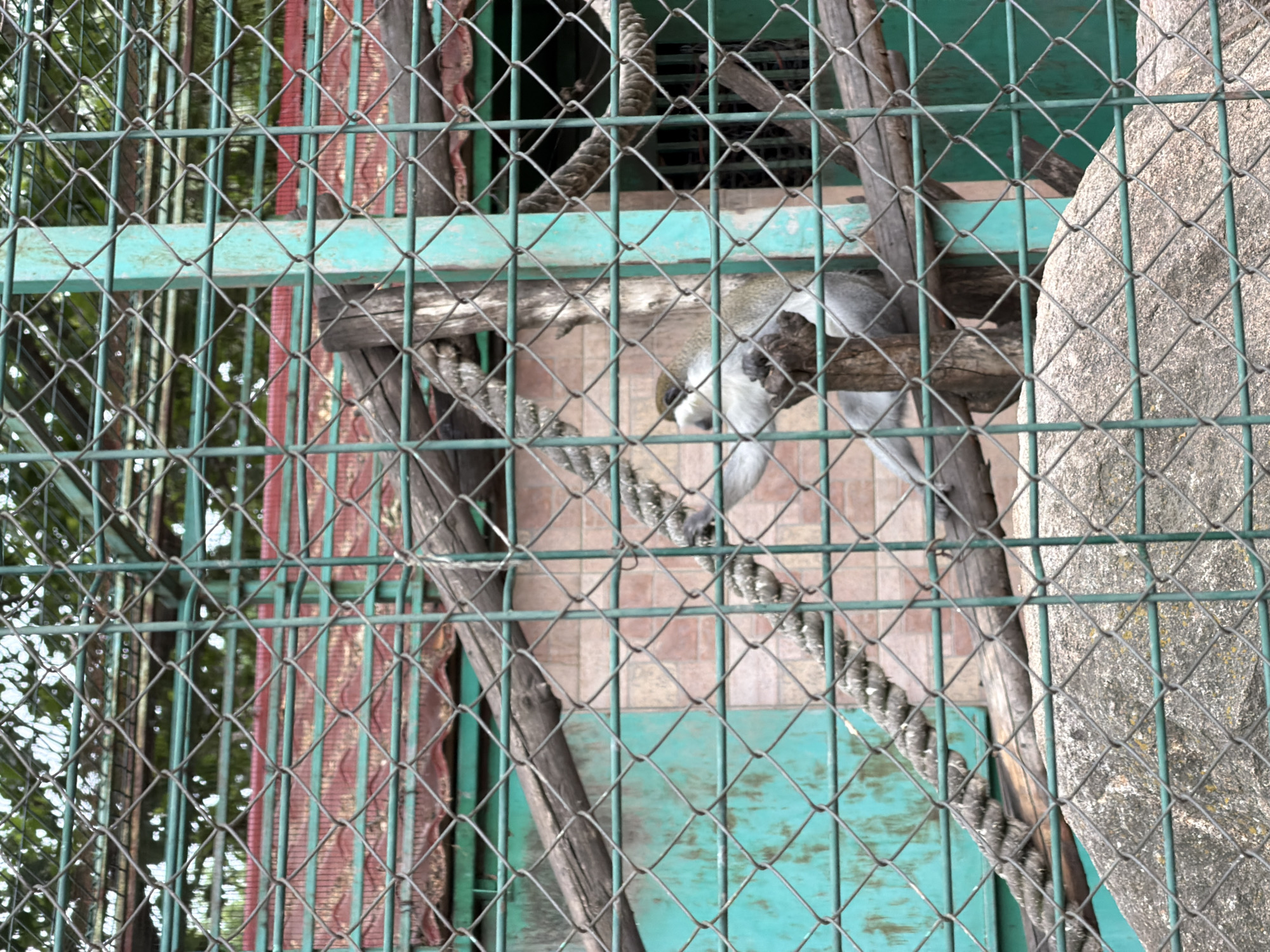 A monkey is in a cage at the Pazardzhik Zoo in Pazardzhik, Bulgaria. The monkey is light gray with a darker patch of fur on its head. It is perched on a wooden branch within the enclosure, which is made of green metal fencing. The background includes other enclosure structures, a rock formation, and foliage visible through the fence.