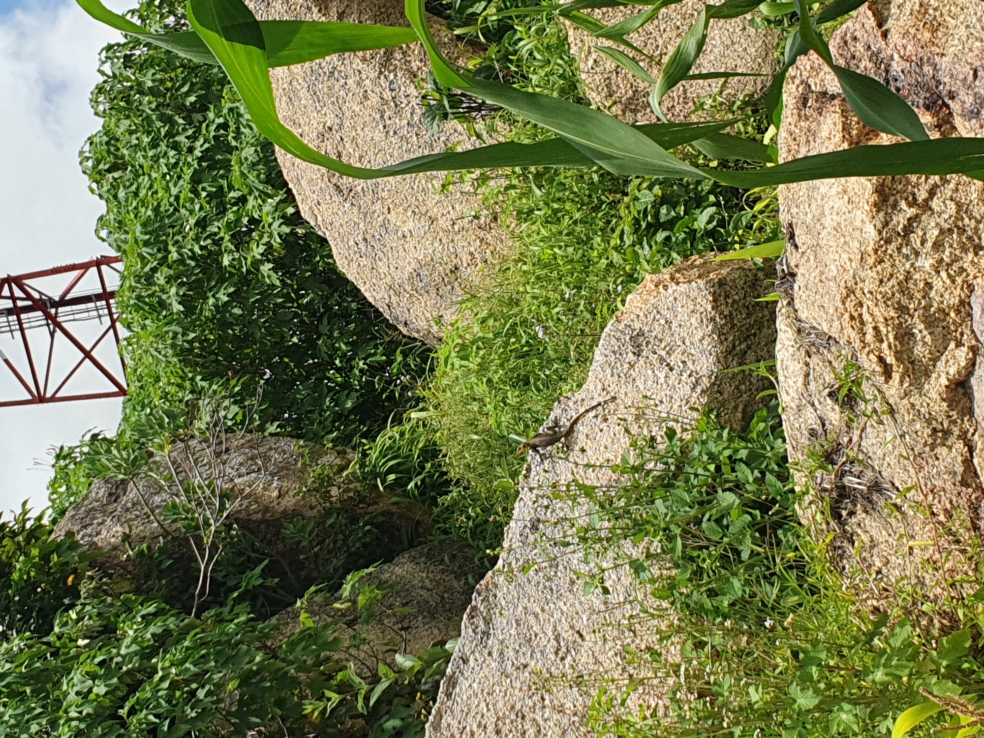 The image depicts a rocky, overgrown hillside environment. Large, light-colored boulders are scattered throughout, interspersed with dense green foliage. A red metal structure, possibly part of a telecommunications tower or similar industrial installation, is visible in the upper portion of the frame. In the foreground and midground, the terrain is covered with grass and various types of plants. A small lizard with brown and tan markings is perched on a rock in the mid-ground. There are no people visible in the image. The overall impression is one of a natural, untamed landscape with evidence of human intervention from the distant structure.