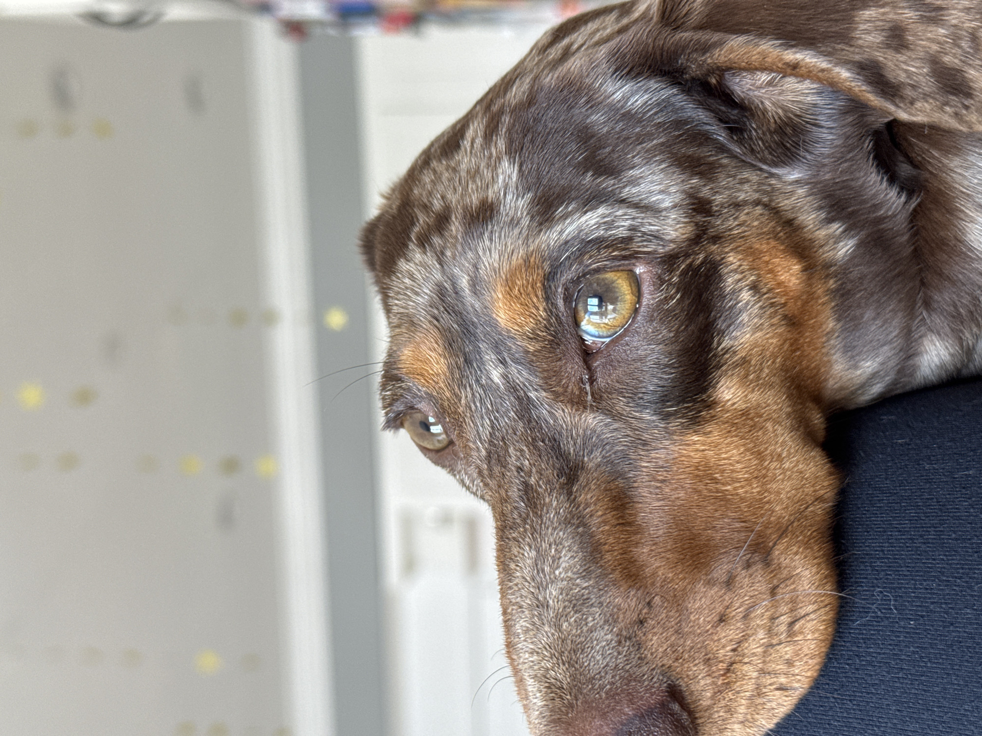 A close-up shot focuses on the head of a dog, likely a dachshund due to its elongated snout and coloring. The dog has a mottled brown and grey coat with a lighter tan color on its lower muzzle. Its eye is a golden hue with reflections suggesting an indoor environment. The dog's head is resting on a dark, soft surface, potentially fabric. The background is blurred and includes a light wall with indistinct patterns or dots. The specific location in Los Angeles is not discernible from the image.