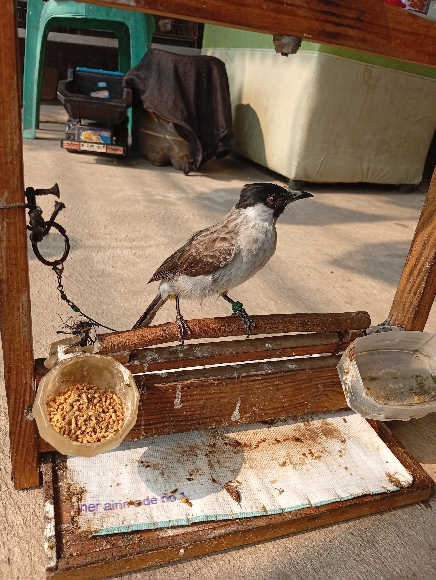 A medium shot captures a bird perched on a wooden bar, which is part of a simple wooden structure, possibly a birdcage or stand. The bird, a Sooty-headed Bulbul, is predominantly gray and brown with a black head and a white throat. It has a red eye and a dark beak. A green band is visible on its left leg. To the left of the bird, a clear plastic bowl filled with birdseed is attached to the structure. To the right, another clear plastic container, partially filled with water or some liquid, is also attached. The wooden structure is placed outdoors on a concrete surface. In the background, various objects are visible, including a green plastic chair, a black toy truck, a rolled-up dark cloth, and a large, light-colored cushioned object. The scene appears to be in an outdoor urban setting in Caringin, Indonesia, given the presence of the toy truck with Indonesian license plates (B 239 SJP). The lighting suggests it is daytime.