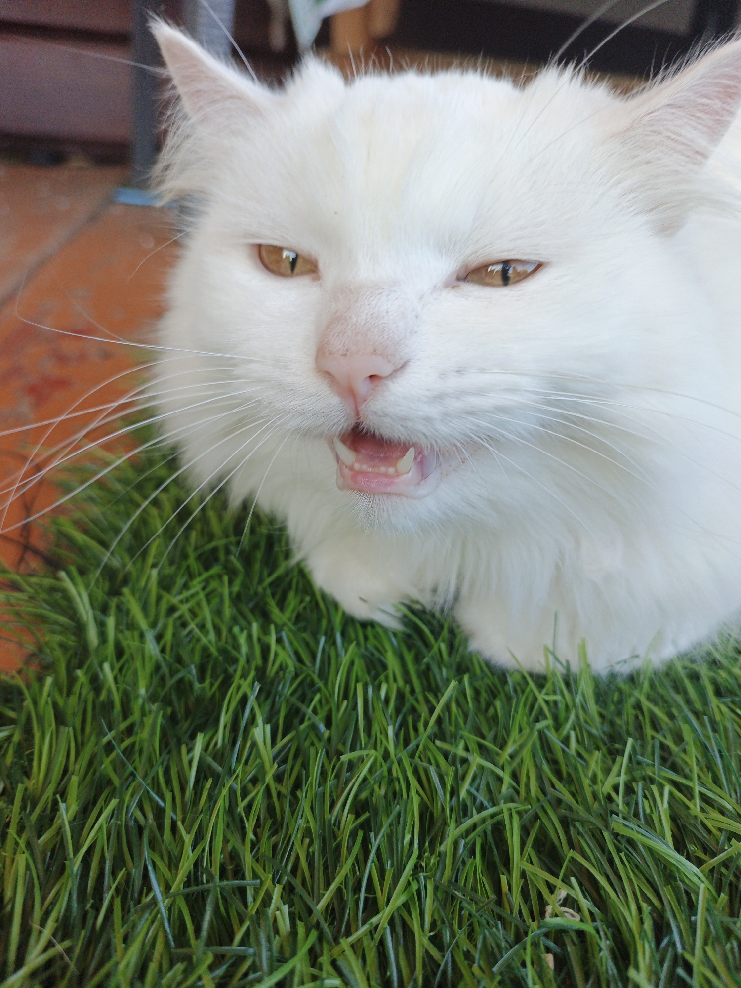 A close-up, eye-level shot shows a fluffy white cat with amber eyes lying on artificial green grass. The cat's mouth is open, revealing its teeth and tongue. The background is blurred, but appears to be outdoors, possibly in a yard or garden. No specific location in Medvedyovka, Russia is identifiable from the image.
