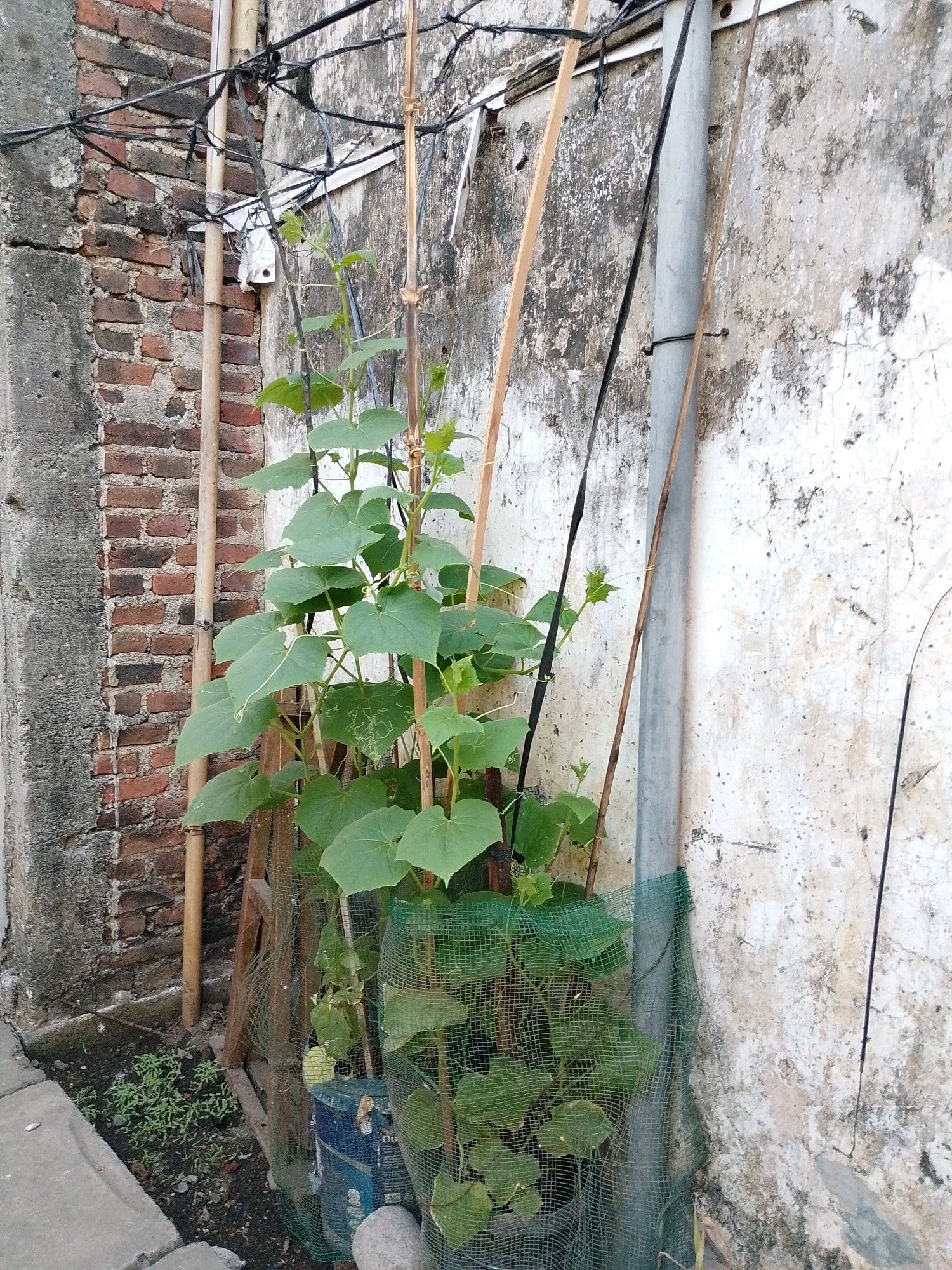 This image, captured in Pasuruan, Indonesia, depicts an outdoor scene focusing on a young cucumber plant growing in a blue plastic container, supported by bamboo stakes. The plant, featuring large, heart-shaped green leaves and tendrils, is partially enclosed by a green mesh netting. Behind the plant, a weathered, textured wall shows signs of age and discoloration. To the left, a red brick wall runs vertically, separated by a concrete structure. Various black wires are strung along the top of the frame, attached to poles and the walls. A cylindrical grey pole is positioned to the right of the cucumber plant, with a black wire secured around it. Small green sprouts are visible in the soil at the base of the brick wall. The ground consists of dark soil and some scattered stones. The overall environment suggests a humble, possibly residential or backyard setting.