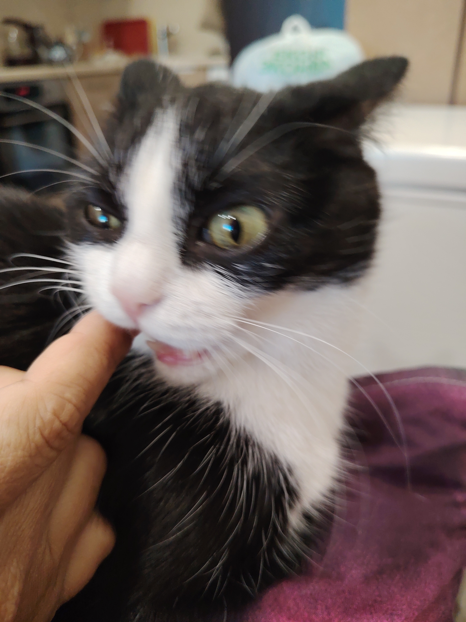 In an indoor environment, a close-up shot captures a black and white cat interacting with a person's finger. The cat's head is tilted, and its mouth is slightly open, with its teeth visible as it appears to be playfully nipping at the finger. The cat has green eyes and long white whiskers. The person's hand, with visible knuckles and skin texture, is positioned near the cat's mouth. The background is blurred, showing hints of a kitchen counter and a light-colored appliance. The cat is resting on a dark purple, textured surface. The image is taken at an eye-level perspective.