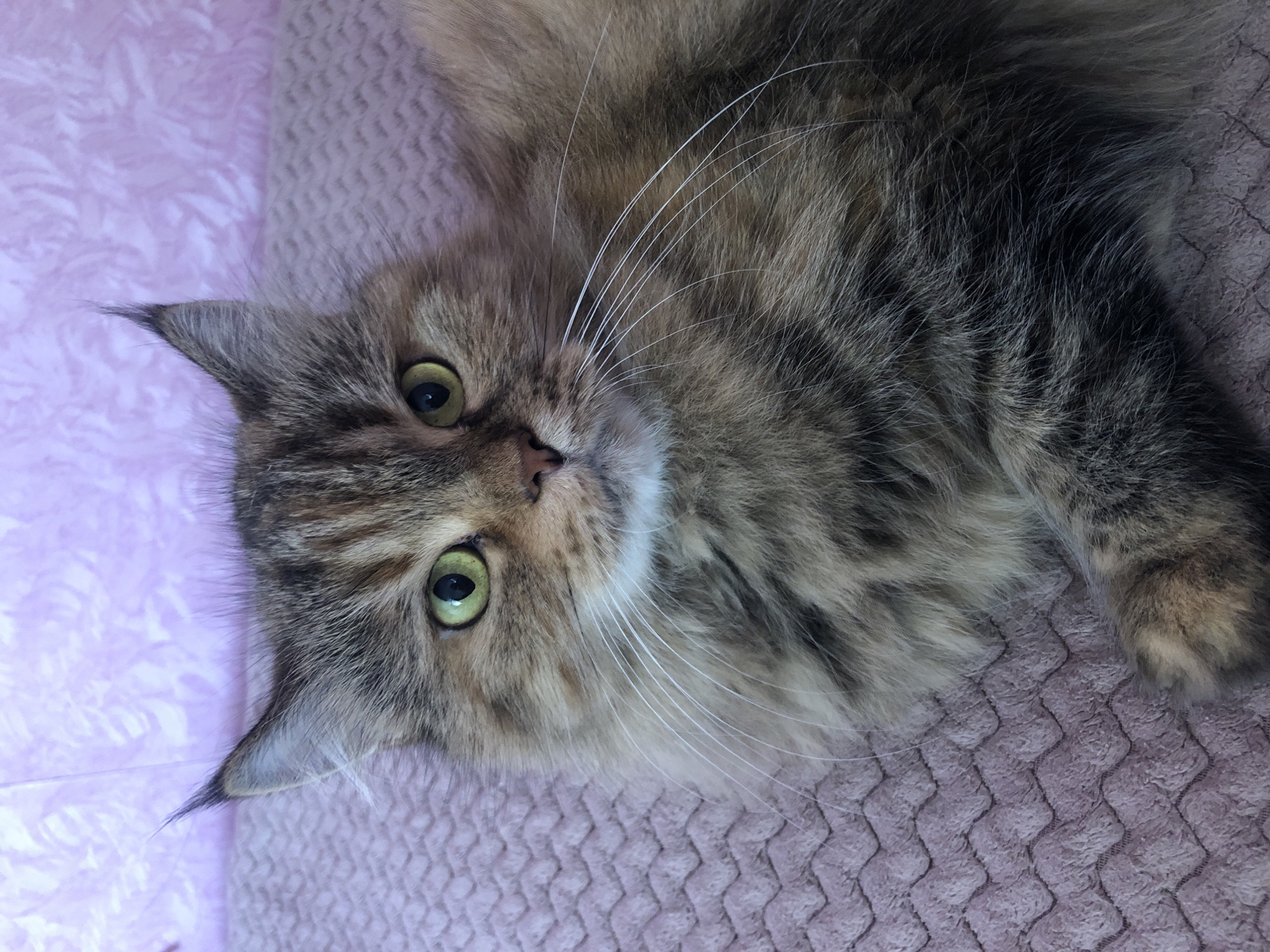 A close-up shot captures a fluffy cat with striking green eyes and tabby markings. The cat's fur is a mix of brown, black, and gold, with a long, flowing mane around its face. Its ears are pointed and have tufts of fur at the tips, and its whiskers are long and white. The cat is lying on a textured, pale pink surface that appears to be a blanket or cushion. The background is a blurred pink surface with a patterned texture. The lighting is soft, highlighting the cat's features and fur.