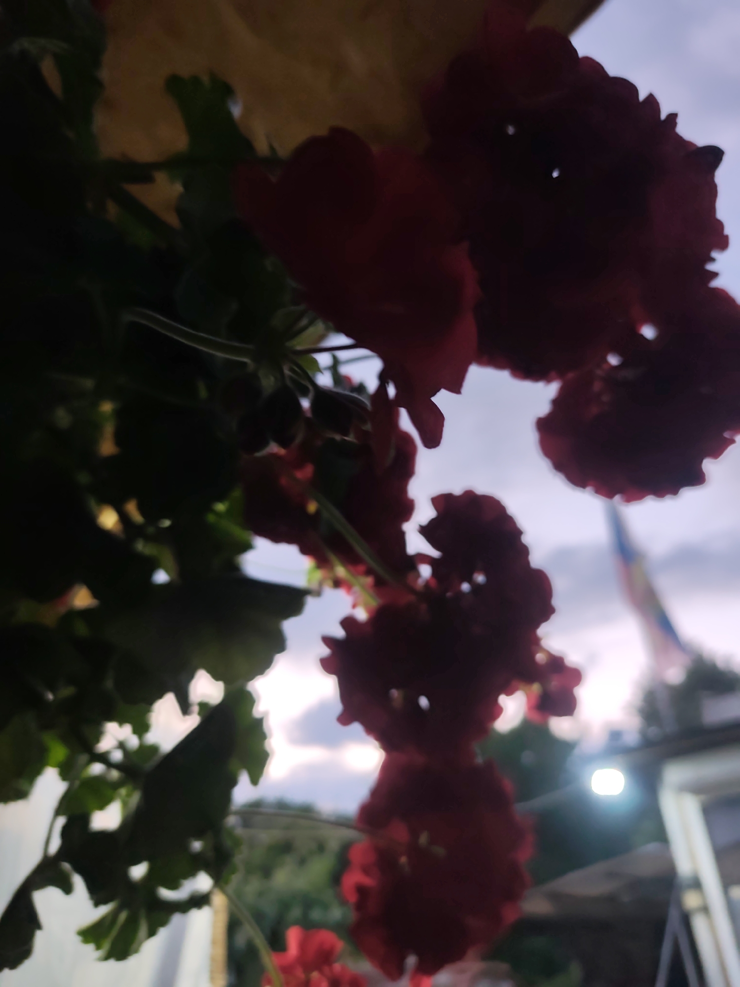 The image, captured in Rosno, Bulgaria, displays a heavily blurred foreground dominated by dark red flowers and green foliage of a hanging plant, viewed from a low angle. The background reveals a soft-focused sky, presenting hues of pale blue, purple, and white with subtle cloud formations, consistent with either dawn or dusk. In the upper right quadrant of the background, a vertically oriented, multi-colored object, possibly a flag or banner, is faintly visible. Below this, a distinct, bright circular artificial light source emits a pronounced glare. A light-colored architectural element, likely a building frame or structure, is partially discernible on the far right edge of the frame. No individuals, animals, or explicit actions are present within the static scene.