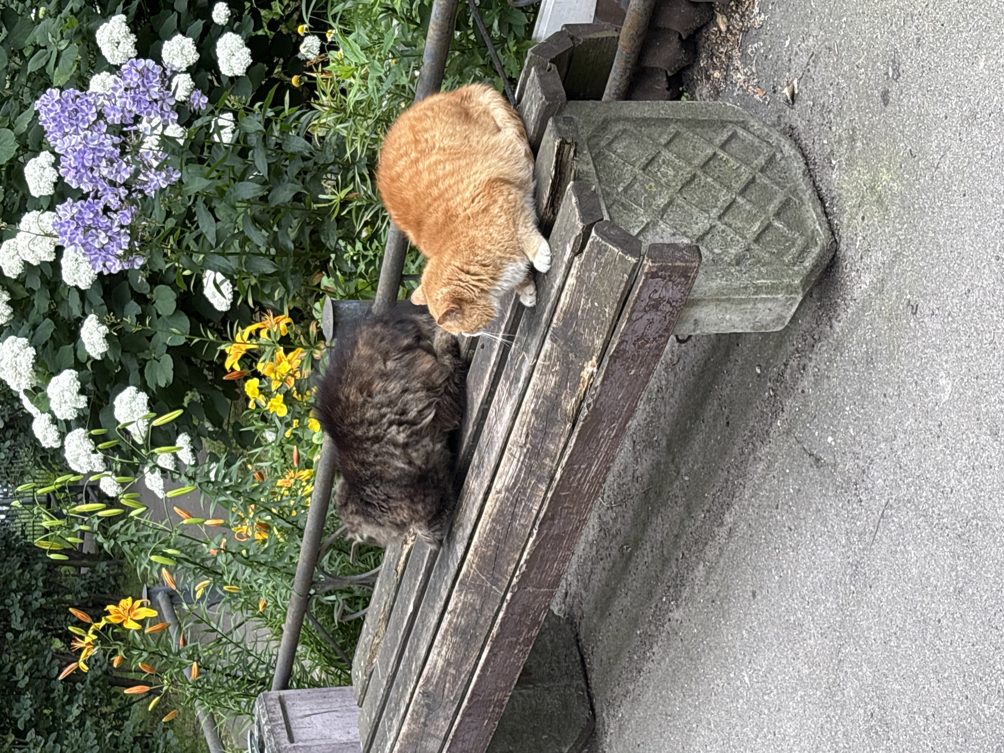 Two cats are resting on a wooden park bench in front of a floral garden. One cat, a fluffy dark brown tabby, is curled up facing away from the camera. The other cat, a ginger tabby, is sitting up, facing to the left. The bench is weathered wood with concrete supports. Behind the bench, a garden features various flowers, including yellow lilies, purple phlox, and white hydrangeas. A metal fence separates the bench area from the garden. The ground in front of the bench is paved with asphalt. The scene appears to be in an outdoor public space, possibly a park or garden in Saint Petersburg, Russia, given the overall aesthetic and vegetation.