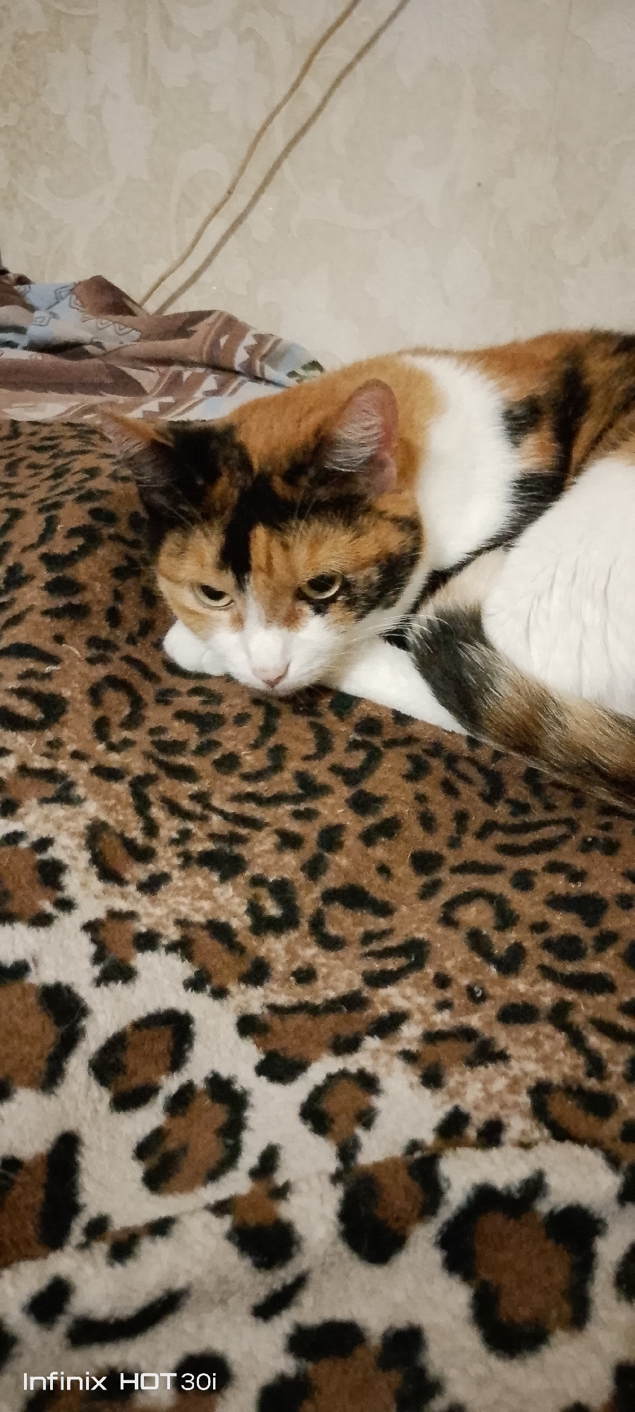 A tortoiseshell cat is lying on a leopard-print blanket. The cat's head is resting on its paws, and its eyes are partially closed. The cat has patches of orange, black, and white fur. The background is a light-colored wall with a floral pattern. The image is taken from a slightly high angle. The location of this image is unknown, and it is not possible to determine if it is in the city of Kedrovy, Russia.