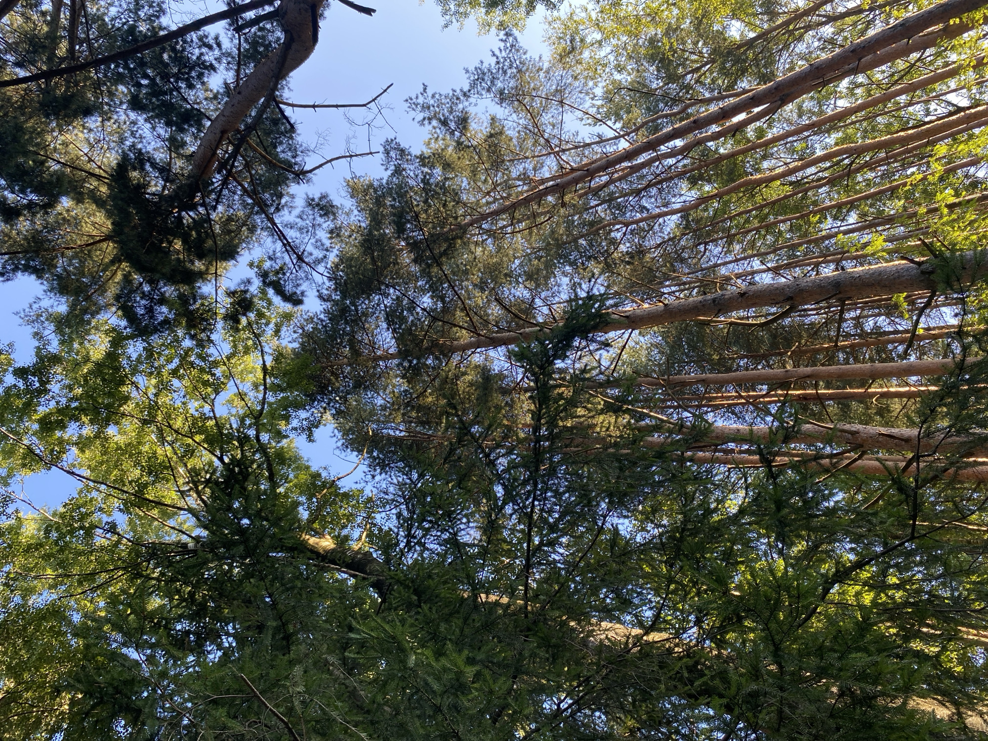 The image captures a low-angle view looking up at a dense forest canopy against a clear blue sky. Sunlight filters through the leaves, illuminating the scene with a warm glow. The foreground is dominated by the dark green needles of coniferous trees on the left, with the lighter green foliage of deciduous trees interspersed. In the midground and background, tall, slender pine trees with their characteristic rough bark stretch upwards, their branches reaching towards the sky. Some bare branches are also visible, adding to the texture of the scene. The overall impression is one of natural beauty and tranquility within a forest setting. There are no people, animals, or man-made structures visible in the image.