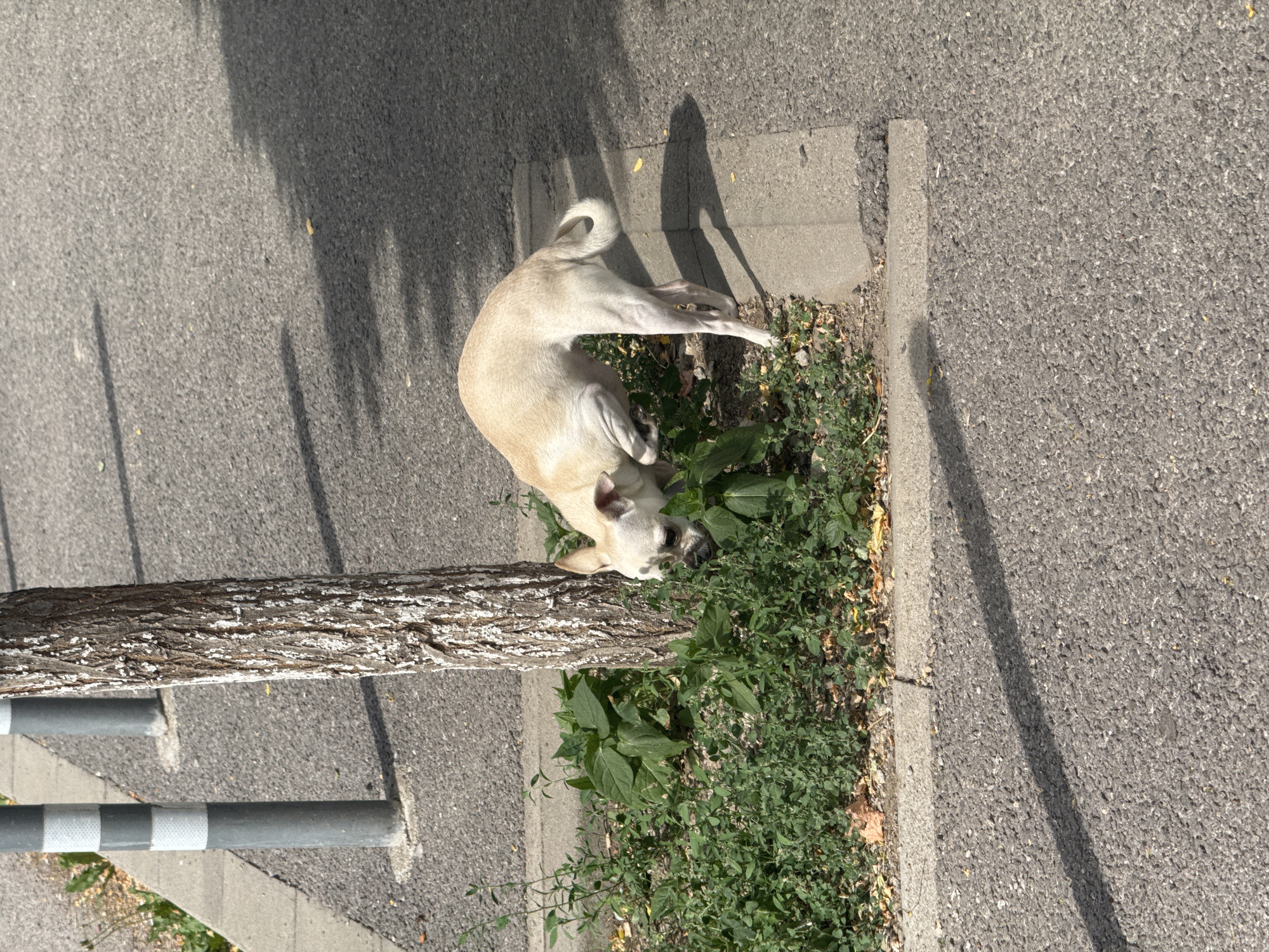A small, light-colored dog is urinating on a patch of green vegetation next to a tree on a sunny day. The dog is in the foreground, facing left with its hindquarters raised. The tree has rough, light-colored bark and is positioned to the left of the dog. The ground is paved with asphalt and there is a concrete curb bordering the vegetation. In the background, there are two gray poles with white horizontal stripes, likely bollards, along a sidewalk. The image appears to have been taken in an urban environment, possibly in Sofia, Bulgaria.