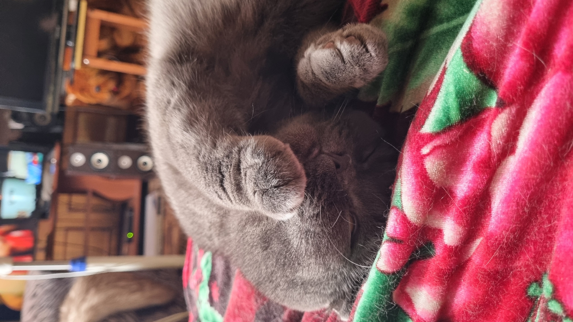 A close-up, low-angle shot shows a gray cat sleeping soundly on a red and green floral blanket. The cat is curled up with its paws over its face, obscuring its eyes. The background is blurred but suggests an indoor setting with electronic equipment and furniture. The scene is domestic and peaceful. There is no information available to indicate the location in the city of Vysokoe, Russia.