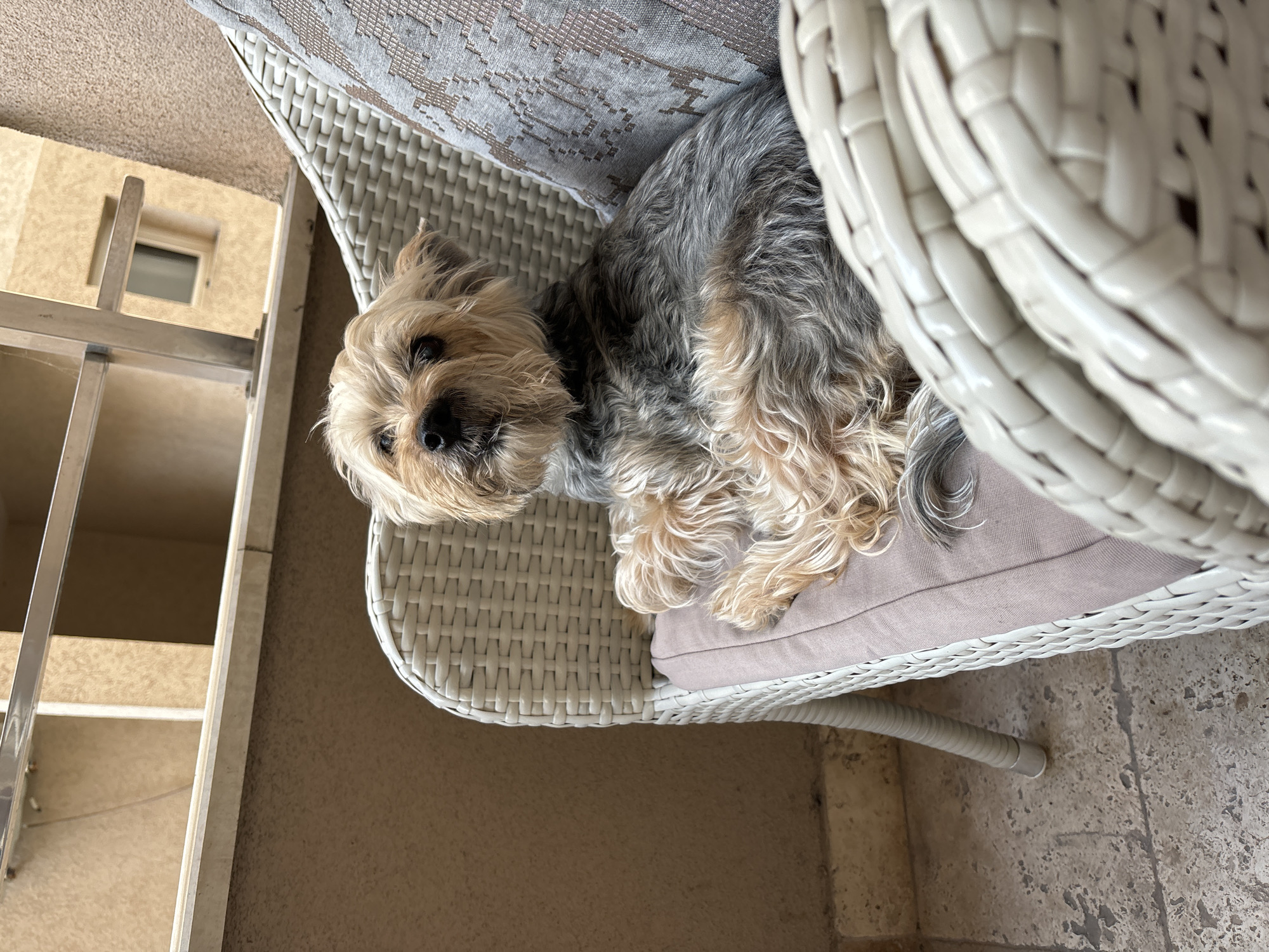 The scene is a dog relaxing on a white wicker chair, presumably outdoors. The dog, which appears to be a Yorkshire Terrier, is lying on the chair with its head near the edge. The chair is on a tiled surface. In the background, a metallic structure (possibly a shelf or ladder) is visible, along with a section of a building with a window. Given the location of Budva, Montenegro, this is likely a residential balcony or terrace setting. The dog appears relaxed and comfortable, indicating a possible interaction of rest and relaxation in its environment.