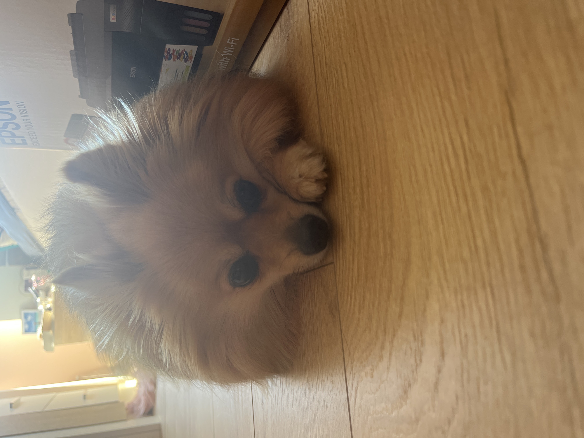 A fluffy, light brown Pomeranian dog is lying on a light brown wooden floor. The dog's head is resting on its paws, with its face turned towards the viewer. Its eyes are dark and expressive, and its nose is black. The background is blurred but suggests an indoor setting. To the right of the dog, a portion of a large cardboard box is visible, with text that includes "EPSON" and "EXCEED YOUR VISION." The box appears to be for an Epson printer. The lighting in the scene is bright, coming from the left side, casting a warm glow on the dog and the floor. The overall impression is one of a relaxed and comfortable pet in a home environment. The image does not contain information about a specific location in Montana, Bulgaria.
