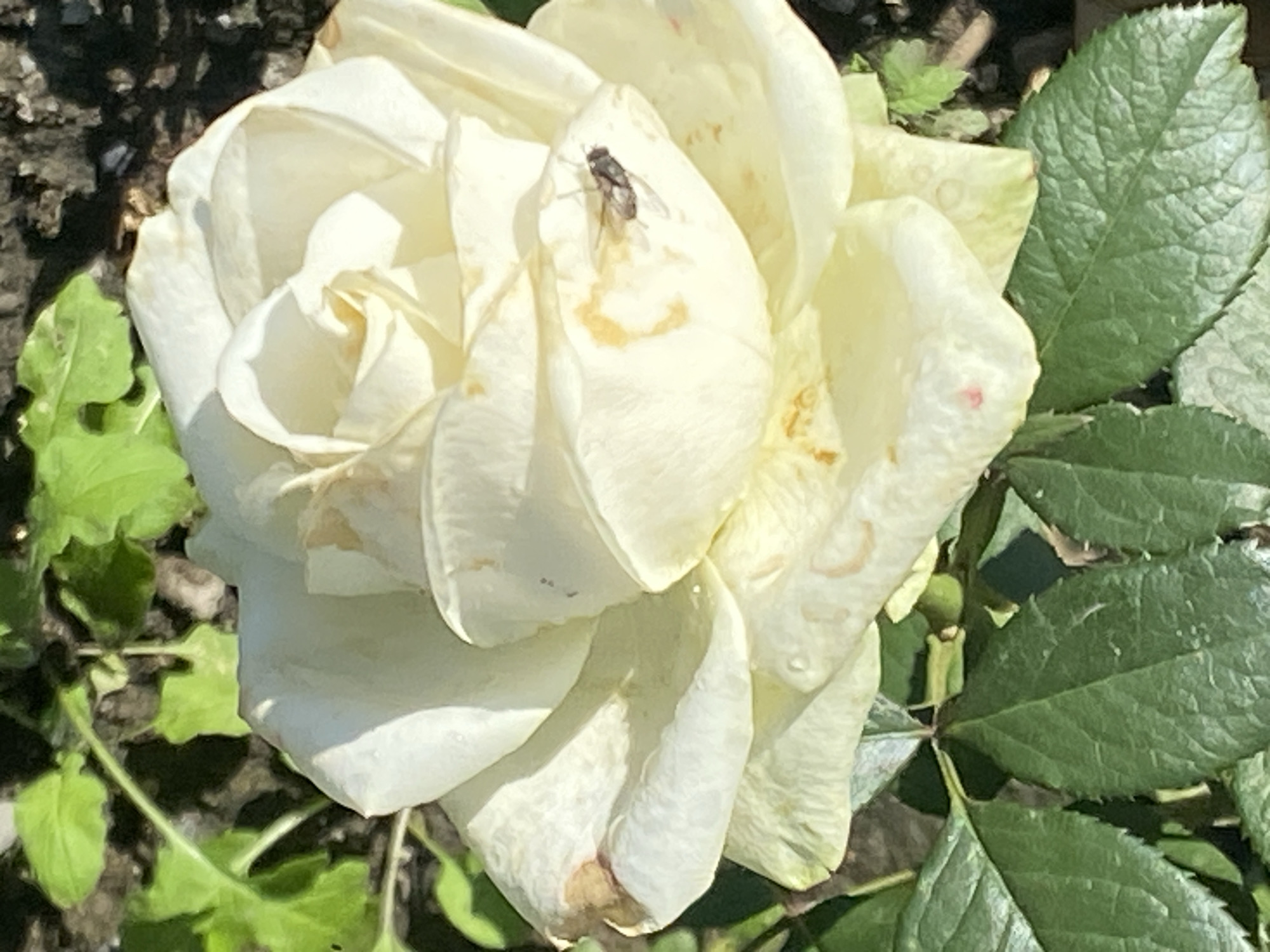 A close-up, sunlit photograph shows a pale yellow rose with some brown spots on its petals. A small fly is visible on one of the petals. Green leaves surround the rose. The background is out of focus and appears to be dark soil with some greenery. The image was taken in Novokuznetsk, Russia.