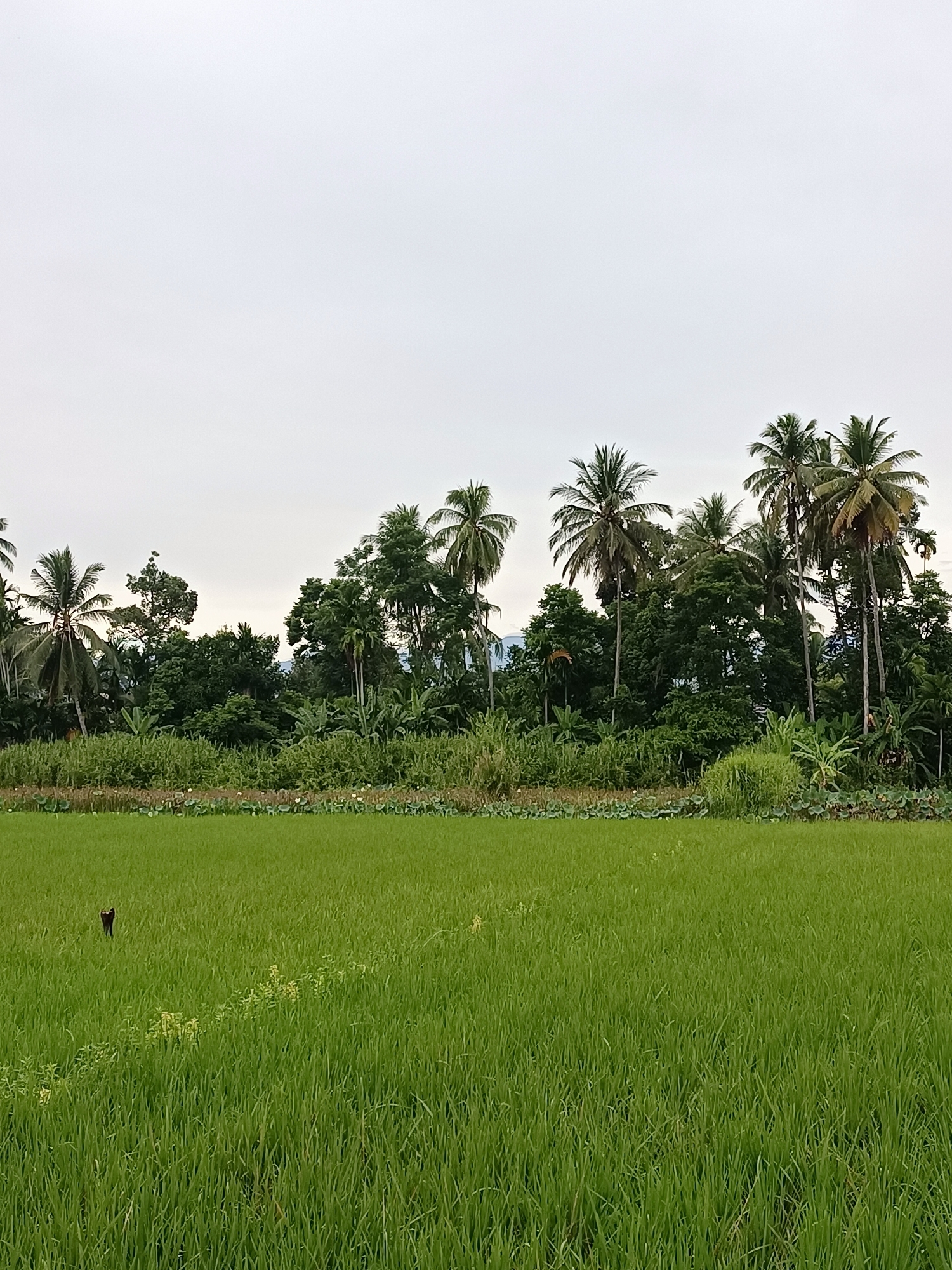 The image depicts a lush green rice paddy in Reudeuep, Indonesia, under an overcast sky. The foreground is dominated by a vast expanse of vibrant green rice stalks, stretching to the horizon. In the middle ground, a dense line of trees forms a natural barrier, featuring a variety of tropical foliage including palm trees and other leafy varieties. A small, dark, possibly avian, subject is visible in the lower left portion of the rice paddy. The background is a uniform pale gray sky.