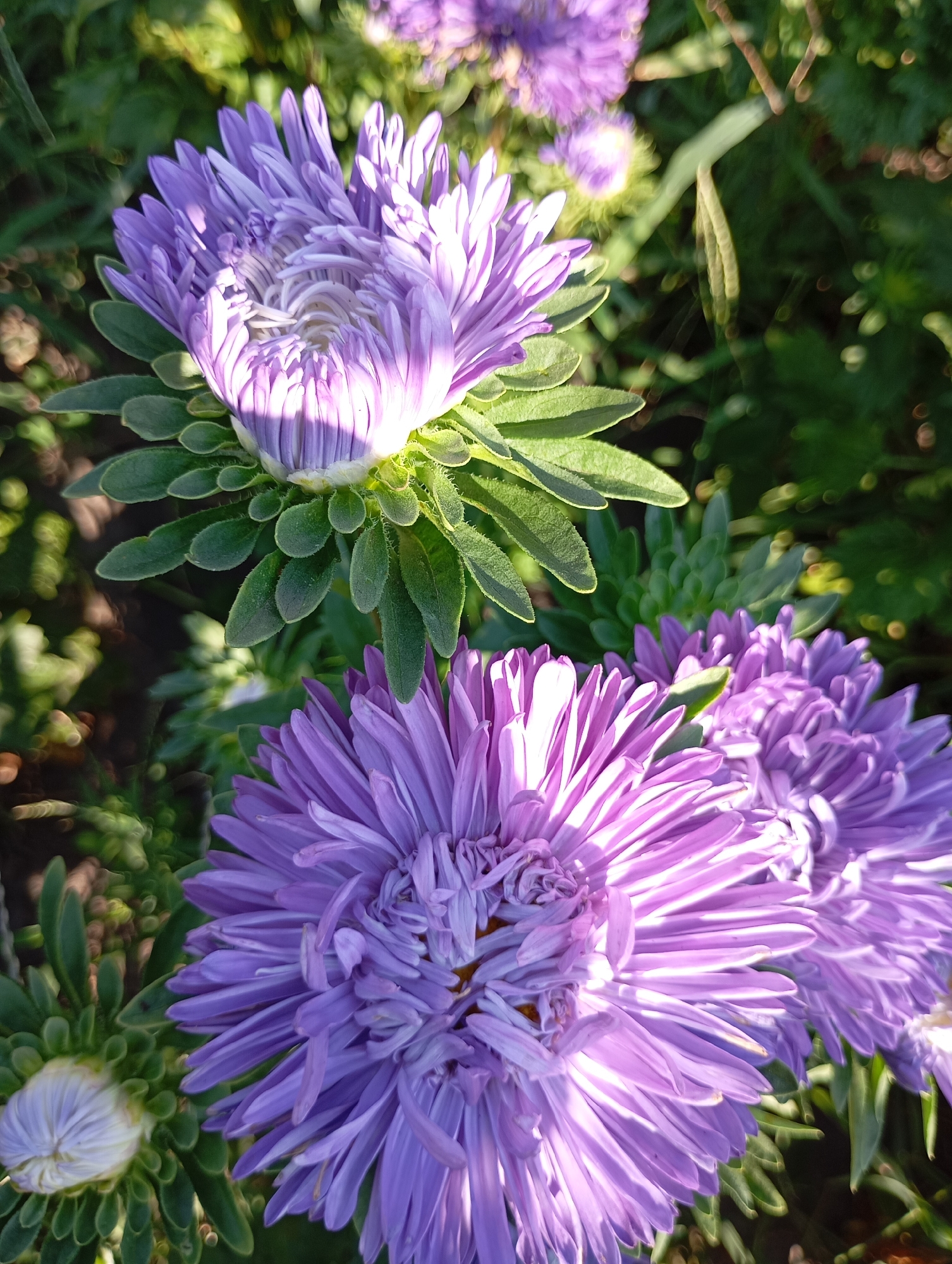 In the city of Horishni Plavni, Ukraine, a close-up, slightly overhead shot captures a cluster of vibrant purple aster flowers. The foreground is dominated by two fully bloomed asters, their delicate, multi-layered petals radiating outwards and catching the sunlight. To the left, a third aster is partially visible, appearing as a closed bud with pale, tightly furled petals. A fourth, even more distant aster is suggested in the upper background, appearing as a blurred purple shape. The flowers are surrounded by lush green foliage and stems, with some areas of the background softly blurred, creating a bokeh effect from the sunlight filtering through the leaves. The overall scene suggests a garden or natural setting.