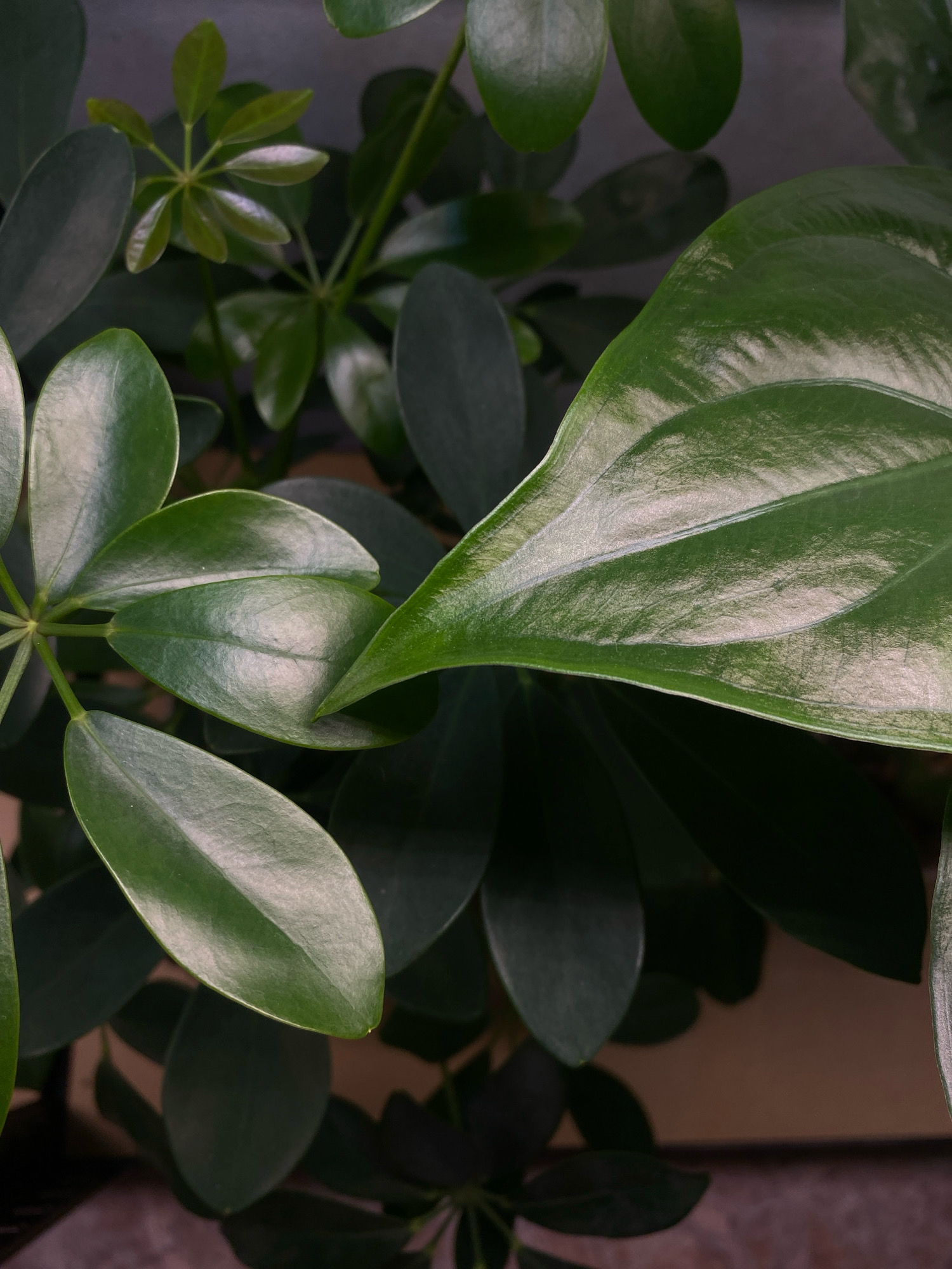 A close-up, overhead view of dark green foliage is presented. The leaves are glossy and smooth, with visible veins and a slight sheen reflecting light. The arrangement of the leaves suggests a houseplant, possibly a Schefflera. The background is a soft, out-of-focus blur of brown and dark gray, indicative of an indoor environment. There are no people or animals visible in the image. The scene is static and appears to be a detail shot of the plant's texture and form. The location in Zarechny, Russia is not discernible from the visual information provided.