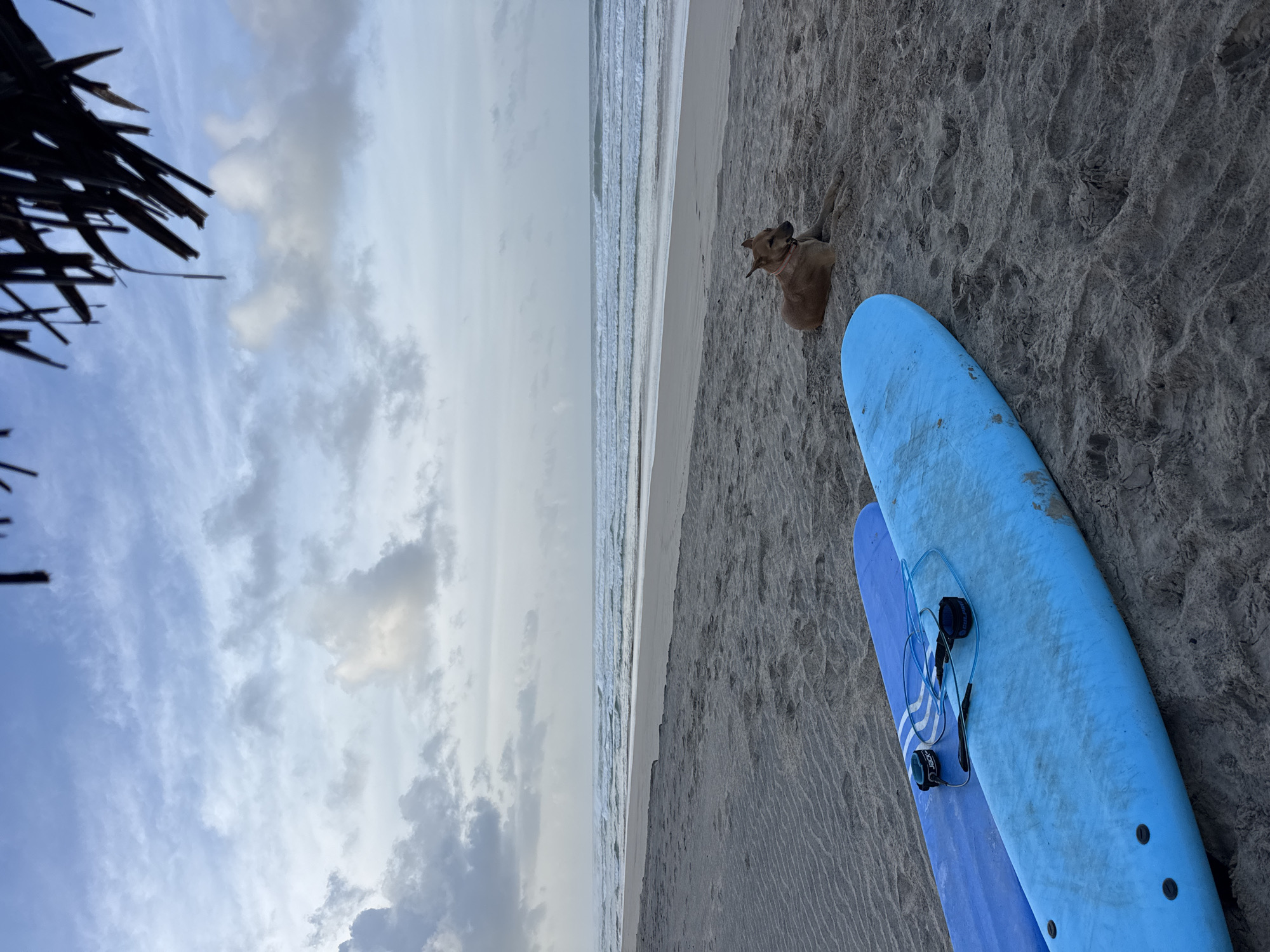 In Kathaluwa, Sri Lanka, a serene beach scene unfolds under a cloudy sky. Two blue surfboards lie on the sand in the foreground, angled towards the water. A tan dog rests on the sand between the surfboards and the ocean, facing to the left. The ocean stretches out to the horizon, with small waves rolling towards the shore. Palm fronds hang from the upper right corner of the frame, providing a hint of overhead cover. The sand displays subtle ripples from the wind.
