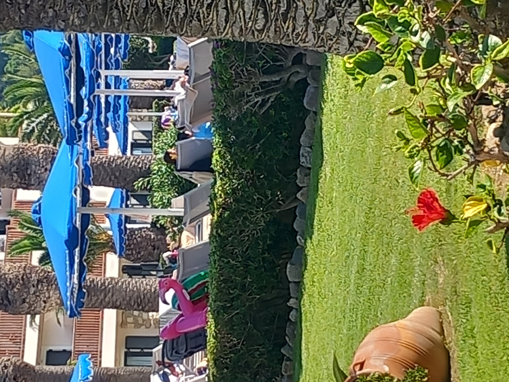The image depicts a resort scene in Kos, Greece, with palm trees, lounge chairs, and umbrellas suggesting a holiday destination. In the foreground, a terracotta pot sits on a lush green lawn, next to a vibrant red hibiscus flower. Behind the lawn, a well-maintained hedge separates it from a row of lounge chairs, some occupied by people. A pink flamingo inflatable is visible on one of the chairs. Beyond the lounge area, several blue umbrellas are set up, and a multi-story building with balconies is visible in the background. The overall atmosphere is one of relaxation and vacation.