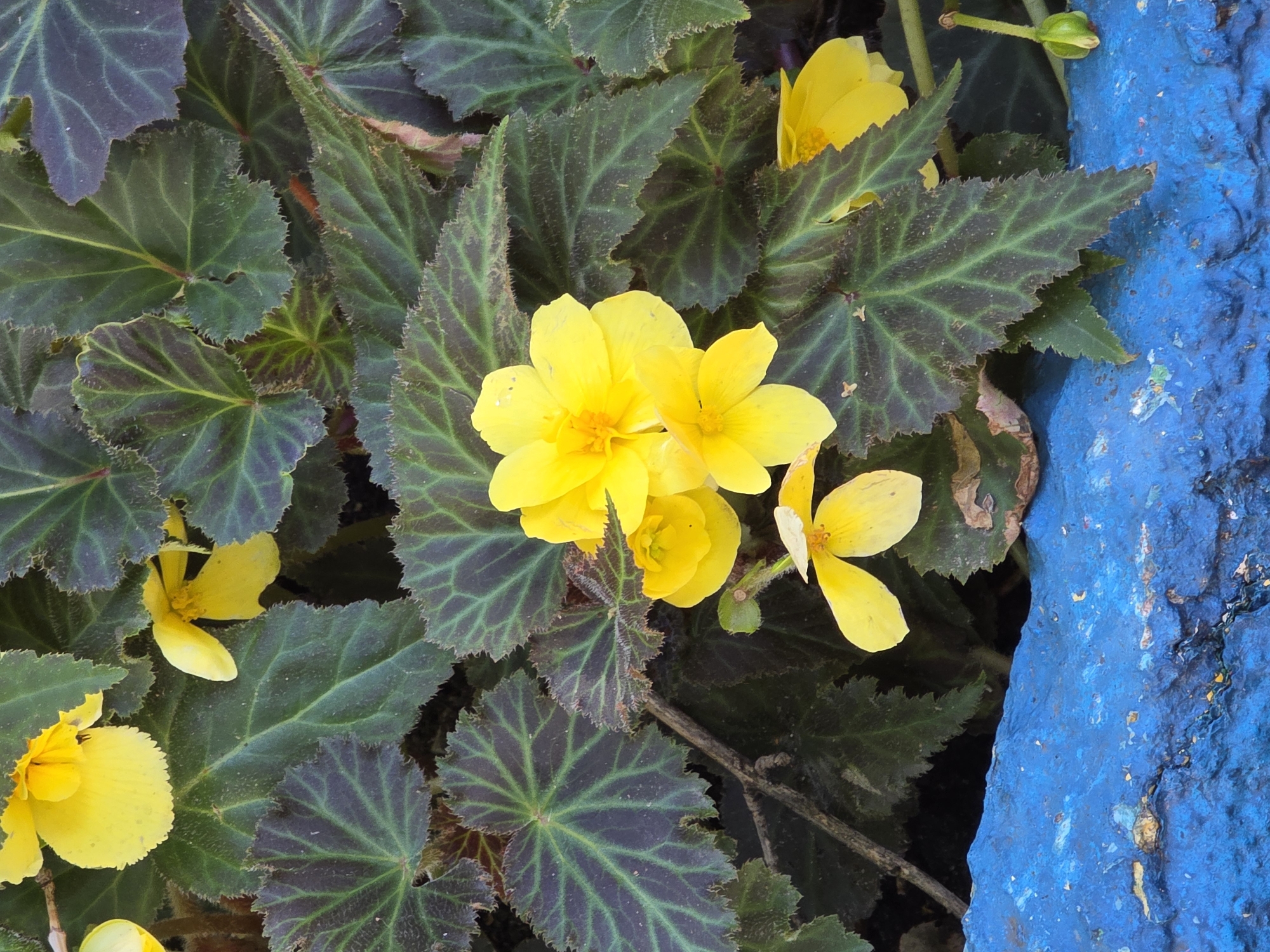 The image shows a close-up of yellow begonia flowers and their dark green, textured leaves, set against a backdrop of more foliage. A bright blue, textured surface, possibly a painted stone or concrete planter edge, runs along the bottom of the frame. The lighting suggests it is daytime. There are no people visible in the image. The scene depicts a botanical subject in an outdoor setting, likely a garden or park. There is no specific information within the image to indicate its location in Moscow, Russia.