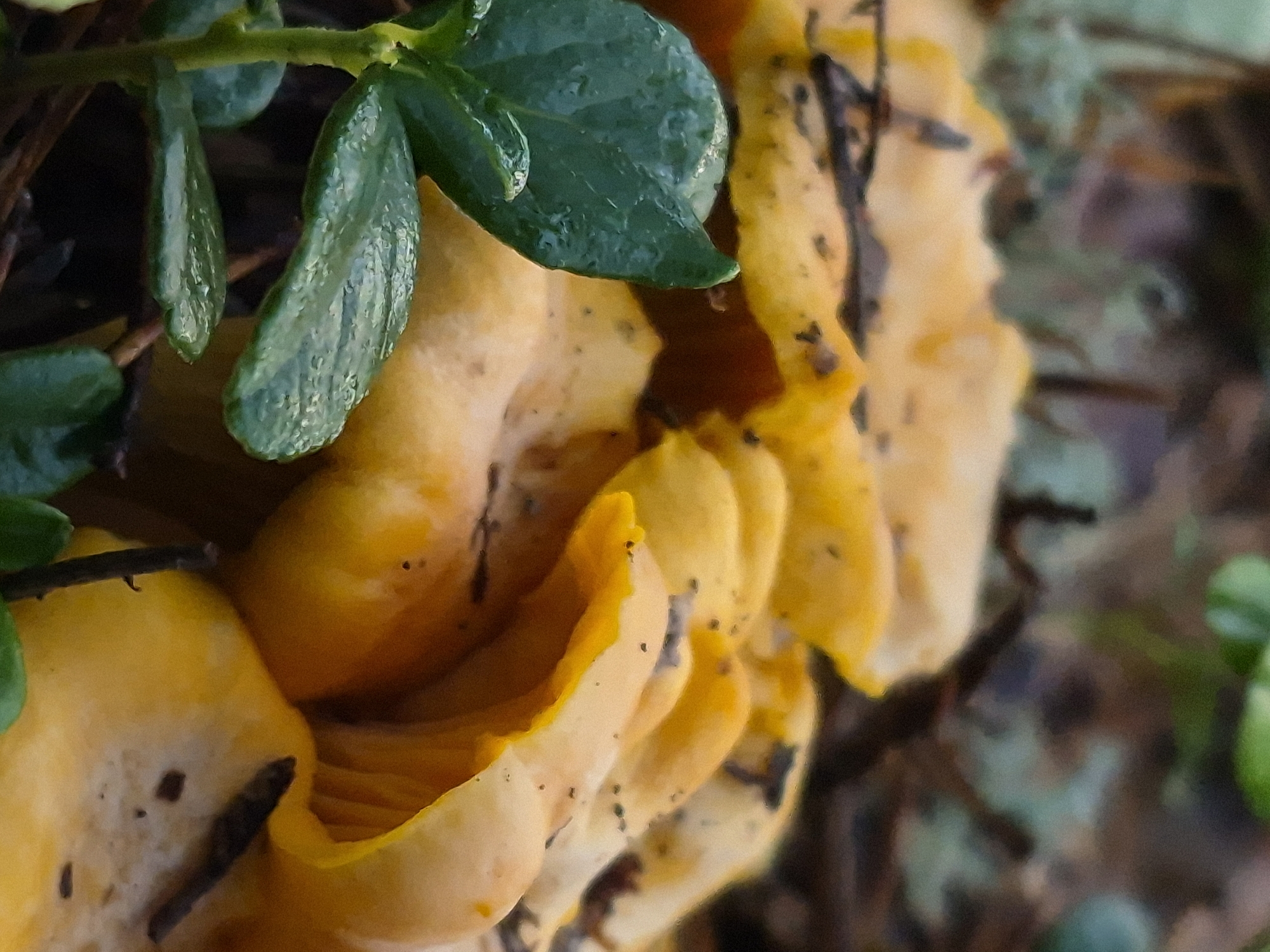The image is a close-up, macro shot of a cluster of yellow chanterelle mushrooms growing amongst green leaves and forest floor debris. The mushrooms have wavy caps and their gills are visible. The leaves are wet, suggesting recent rain. The background is blurred, showing more foliage and the dark, damp earth of a forest. There is no indication of human presence or activity. The scene depicts a natural woodland environment, typical of areas like Hargla, Estonia, which is known for its forests and bogs.