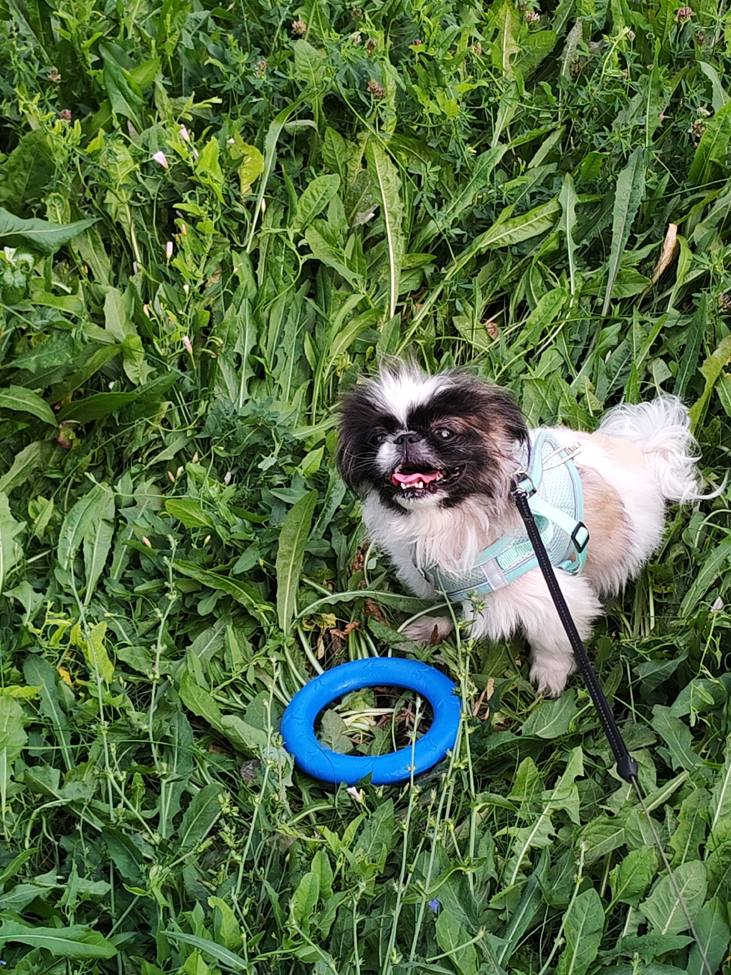 A Pekingese dog, wearing a light blue harness and attached leash, sits in a patch of tall green grass and weeds. The dog has black and white fur with a black mask around its eyes and a light brown back. A bright blue ring toy lies on the grass to the dog's left. The scene appears to be an outdoor park or green space, possibly within the city of Izhevsk, Russia, given the context.